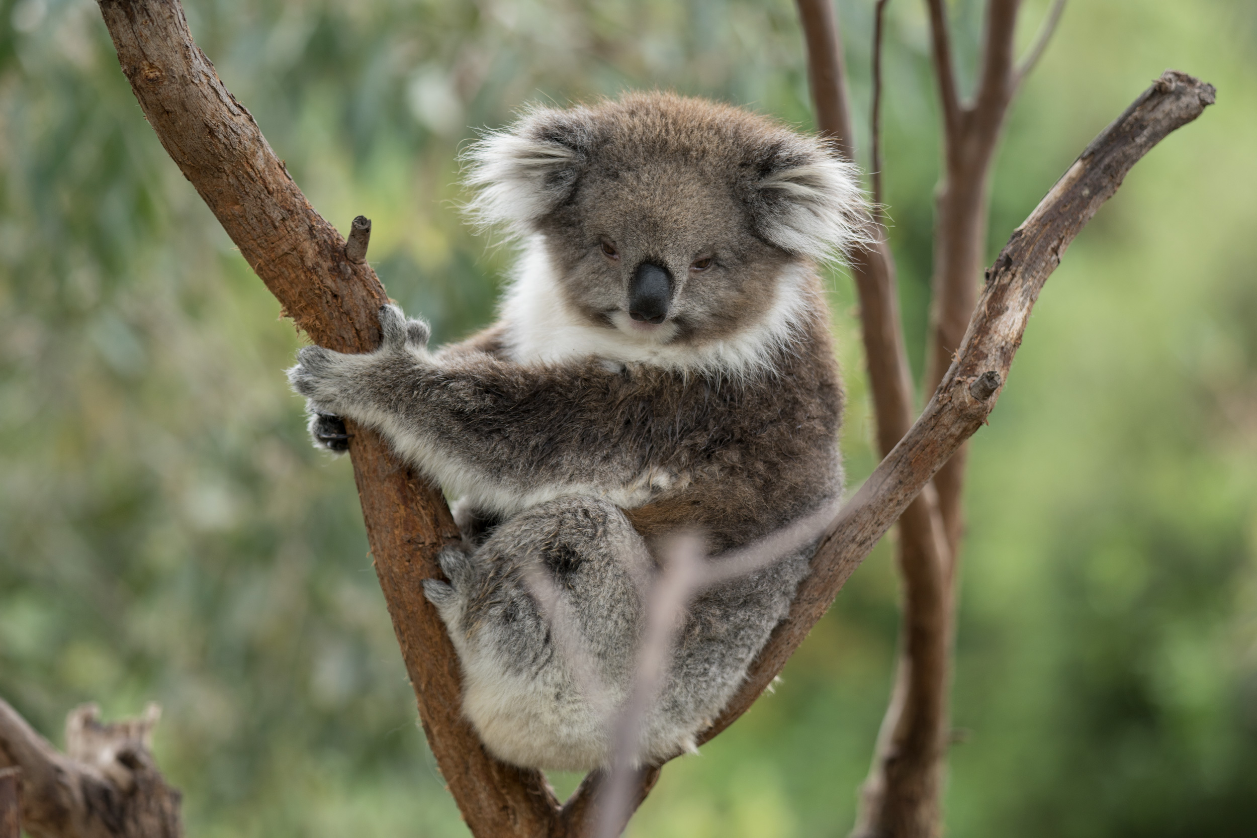 Catching a Contented Koala between Catnaps