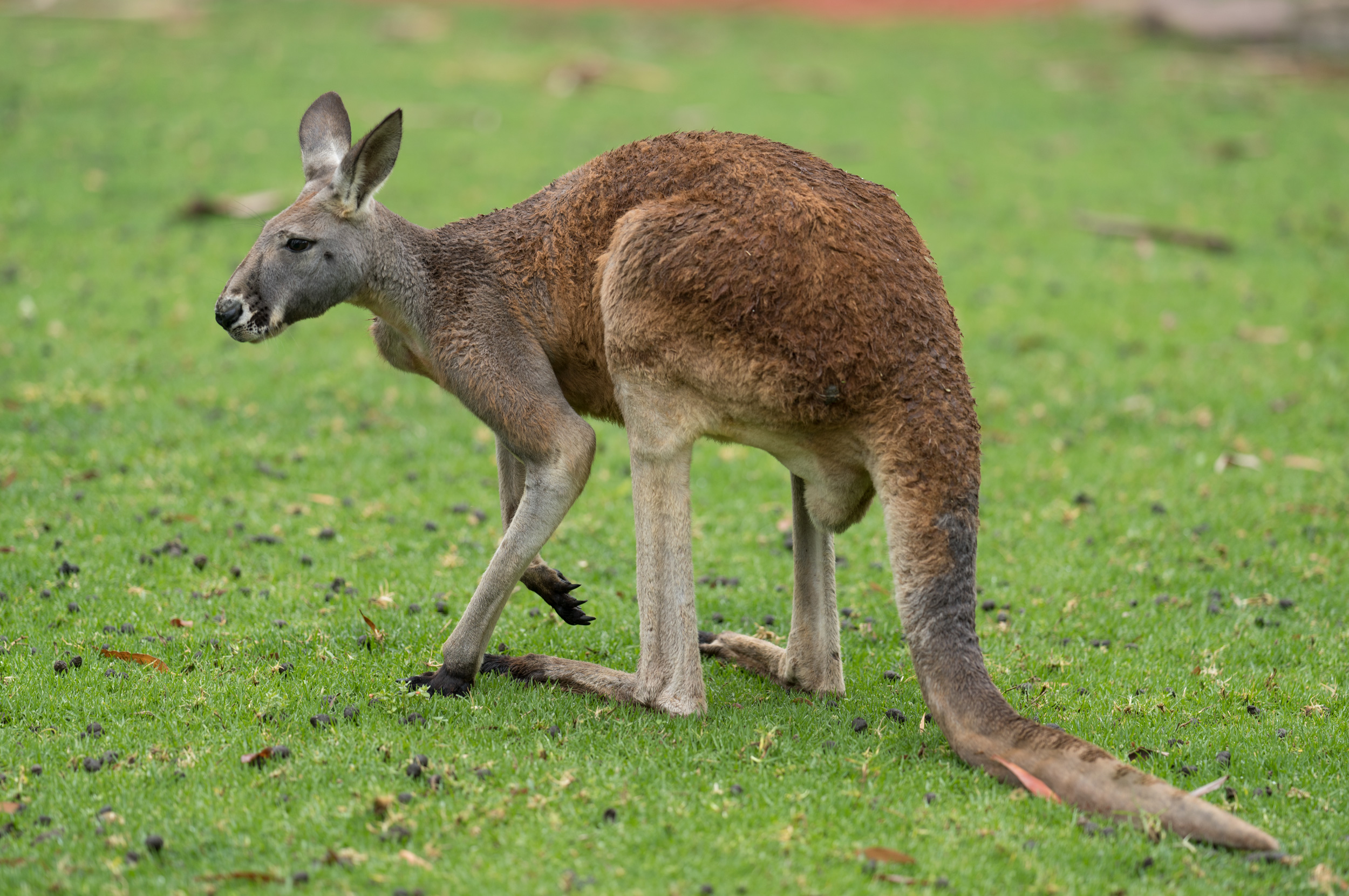 Red Roo Rained-on and Rumpled