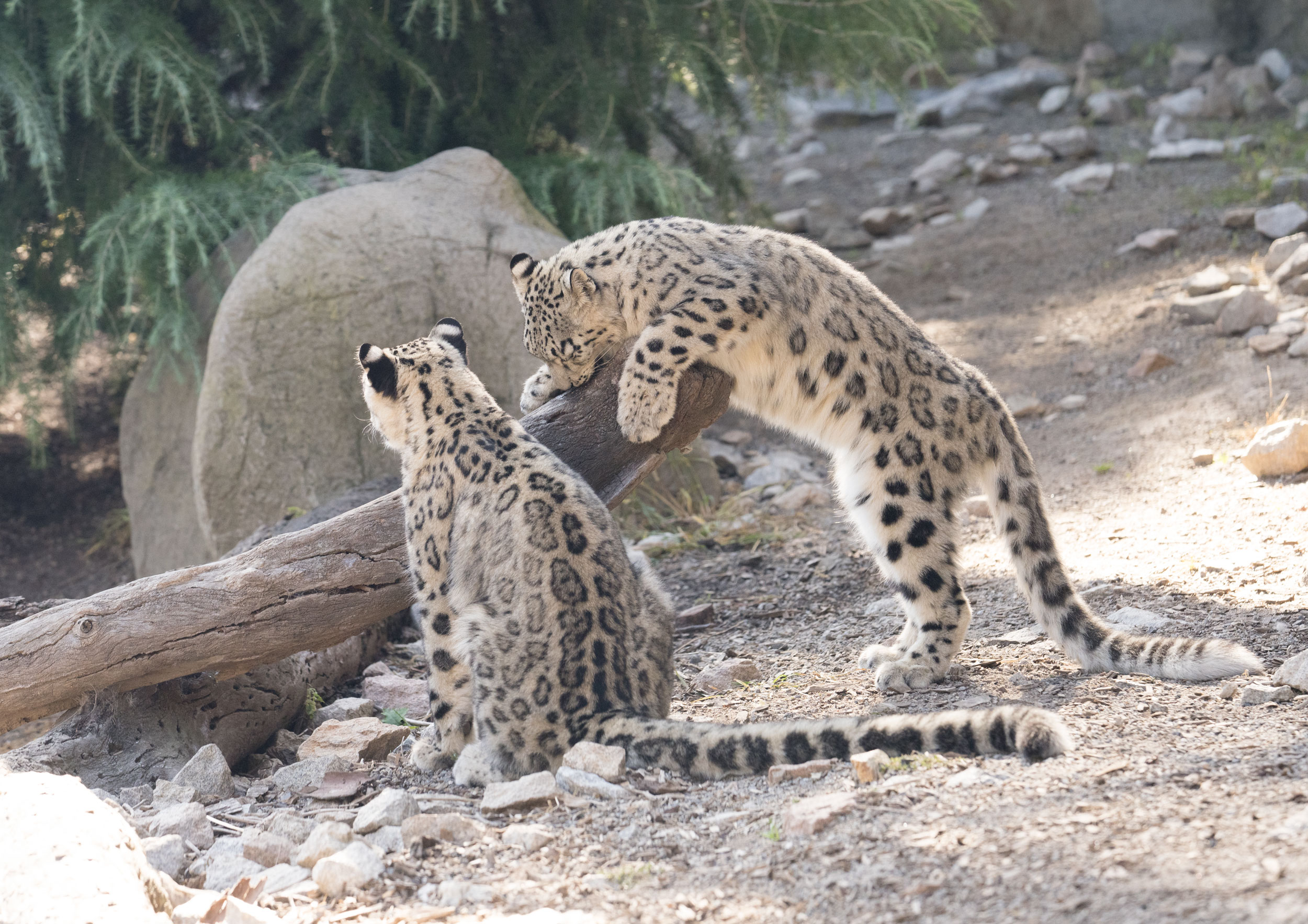 Small Snow-Leopards Sniffing Suspicious Scents