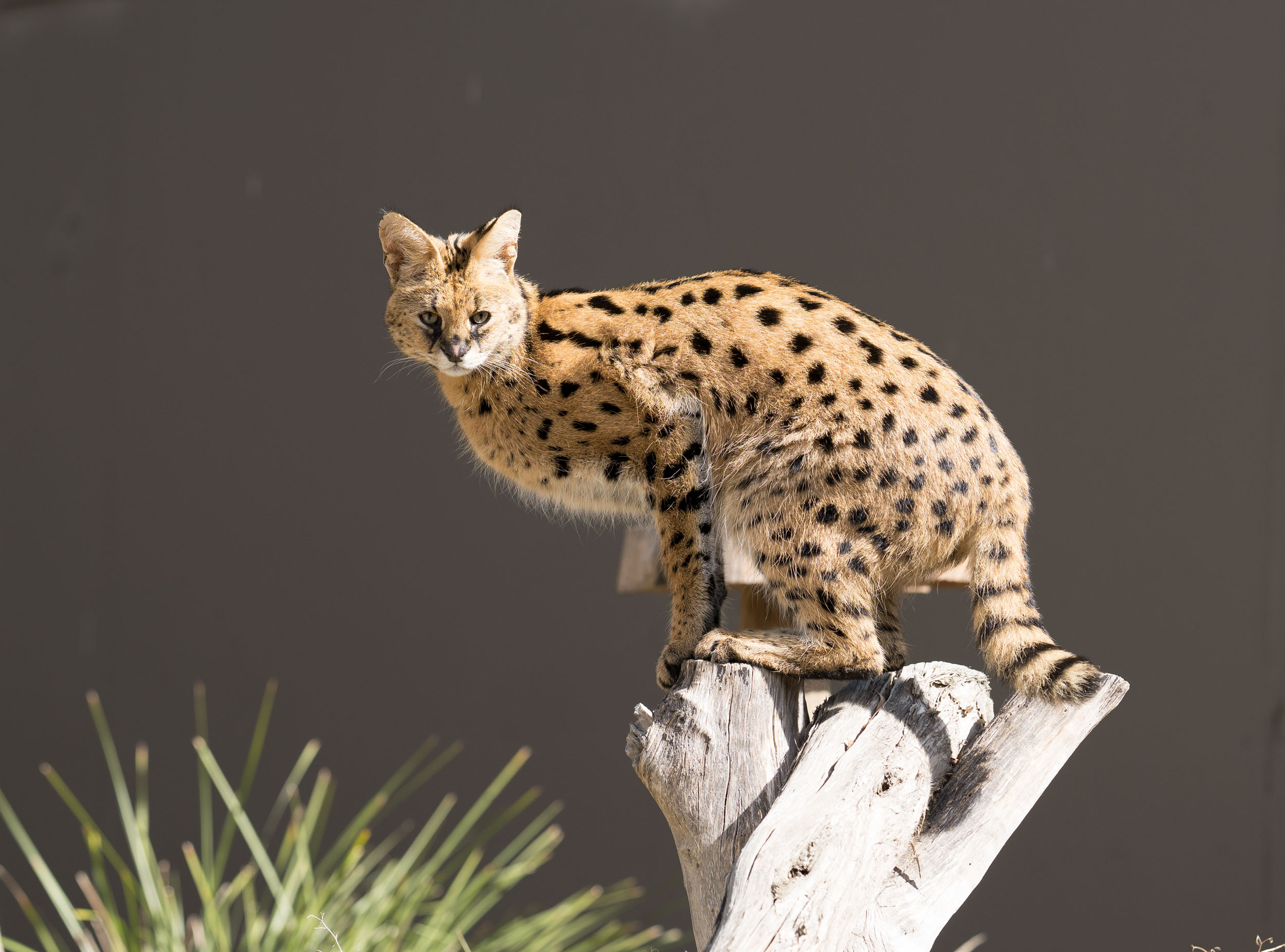 Sensitive Serval Sneers in Surreptitious Snapshot