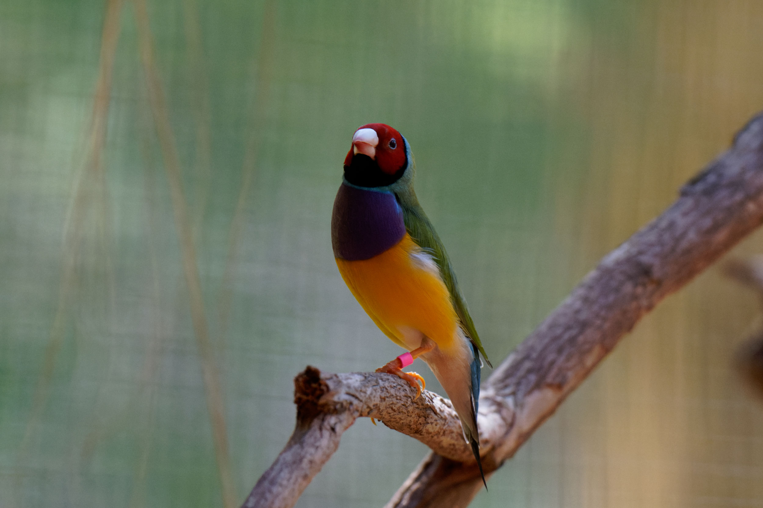 Gouldian finch