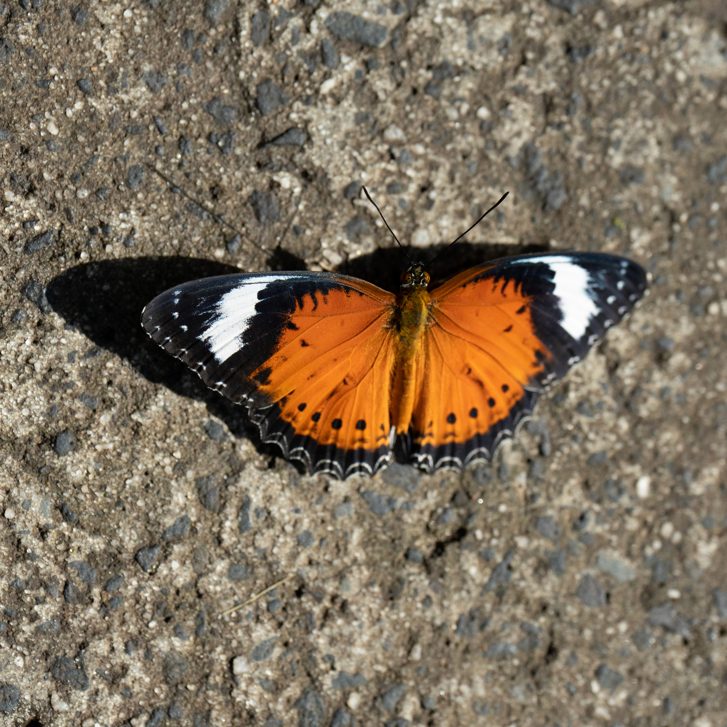 Butterflies in focus