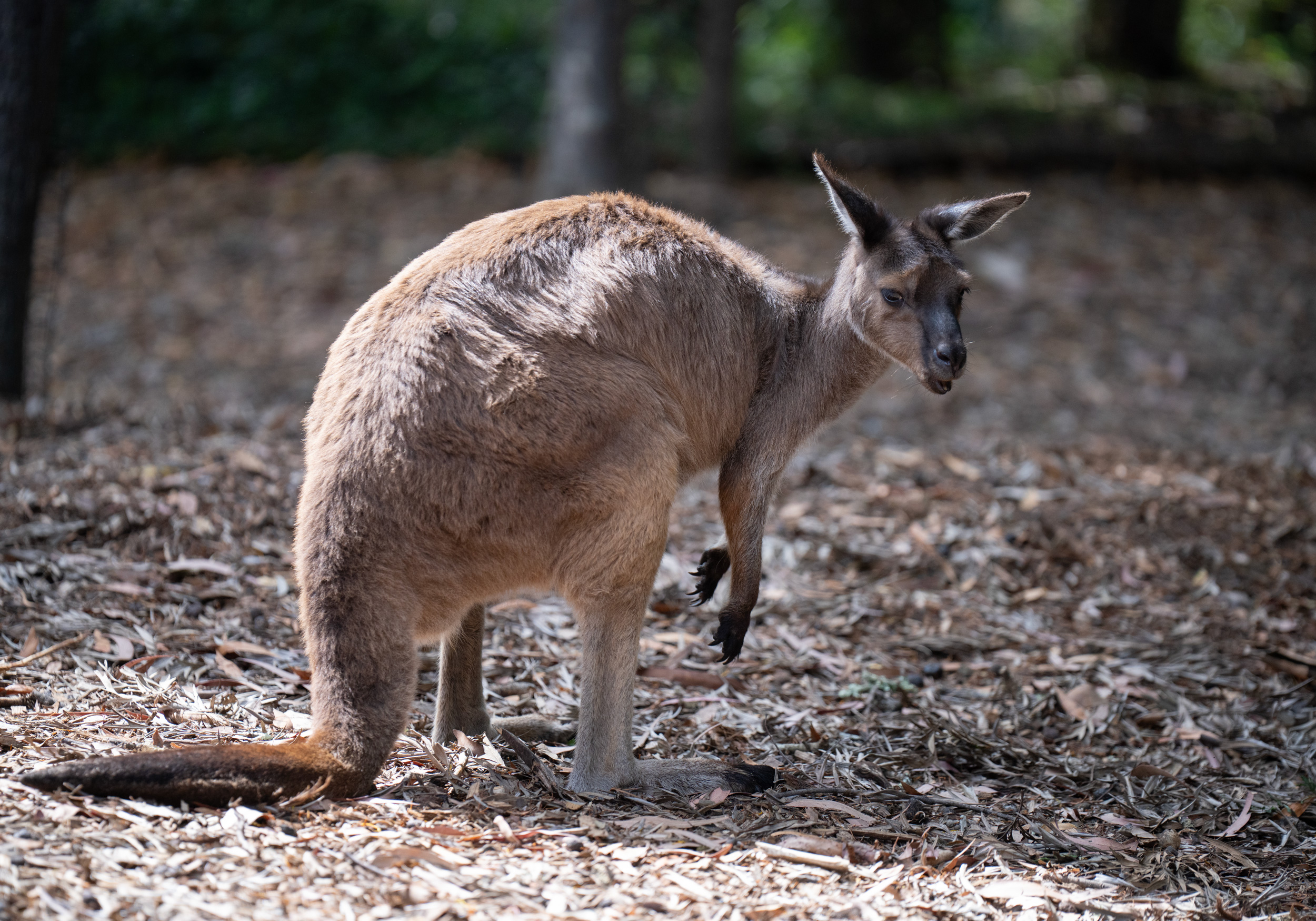 Kangaroo goes "hmm"