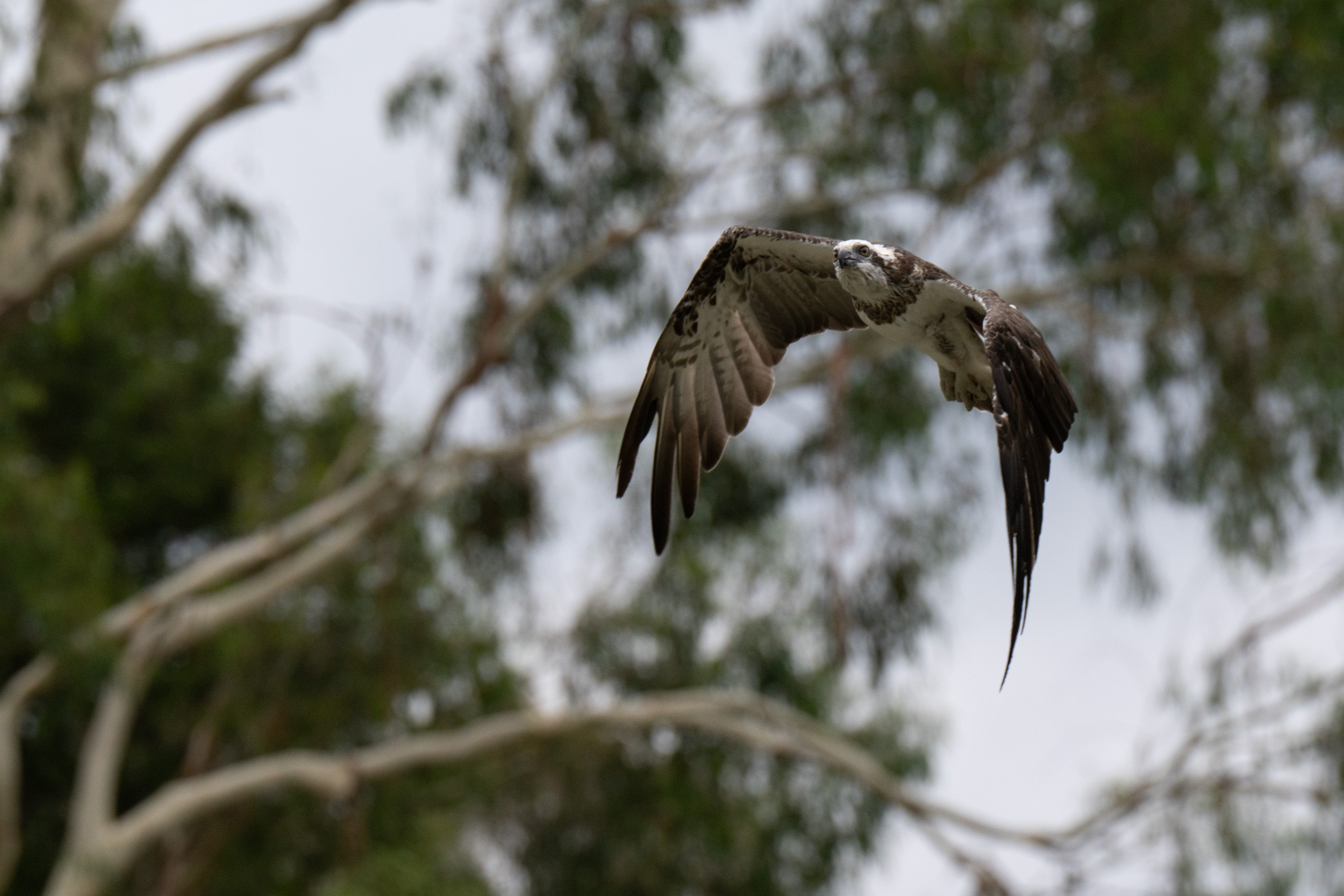 Osprey in flight