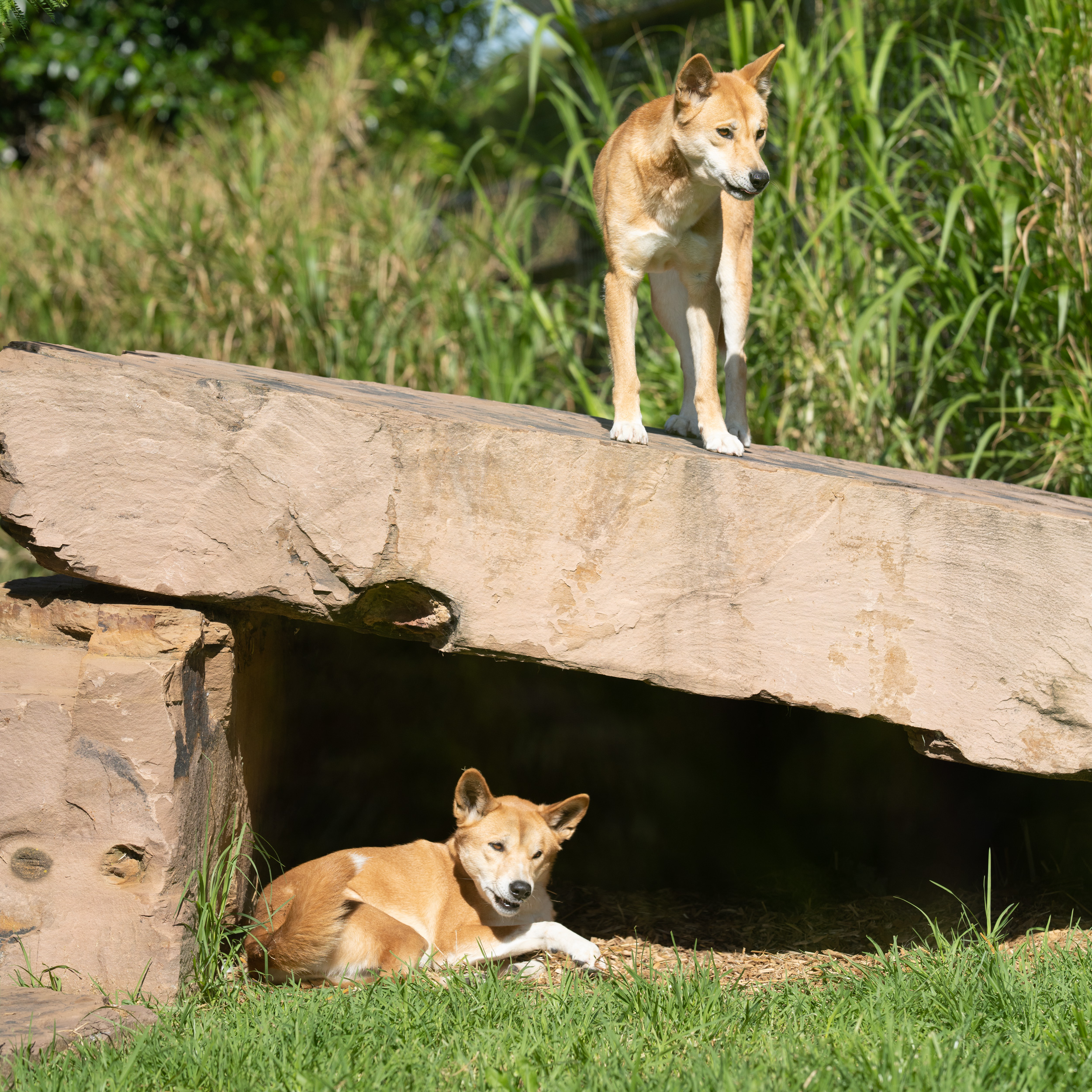 Dingos in Daylight