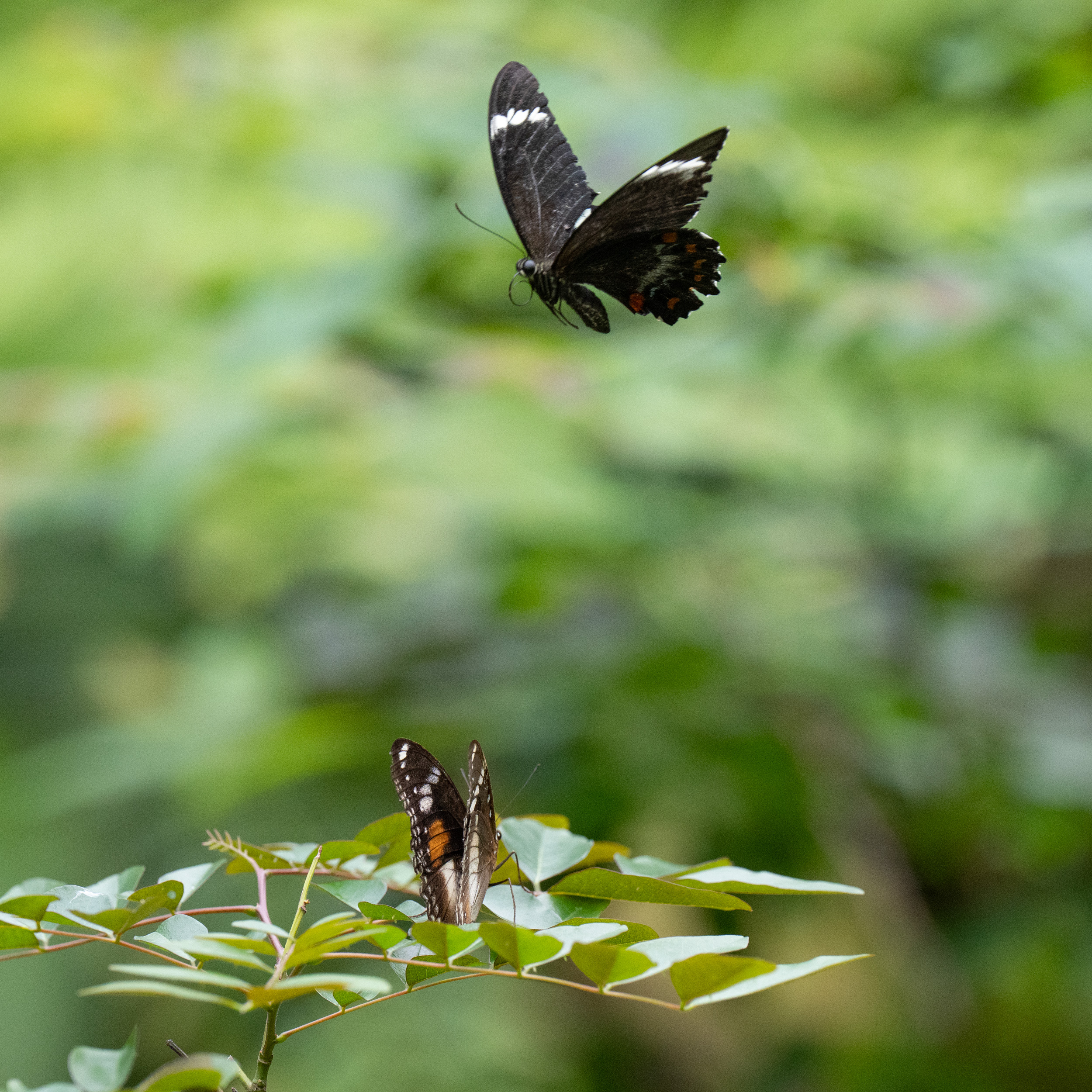 Focus on one butterfly, get one free