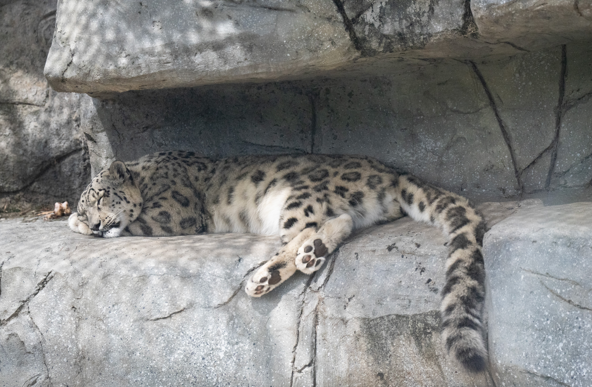 Snow Leopard asleep