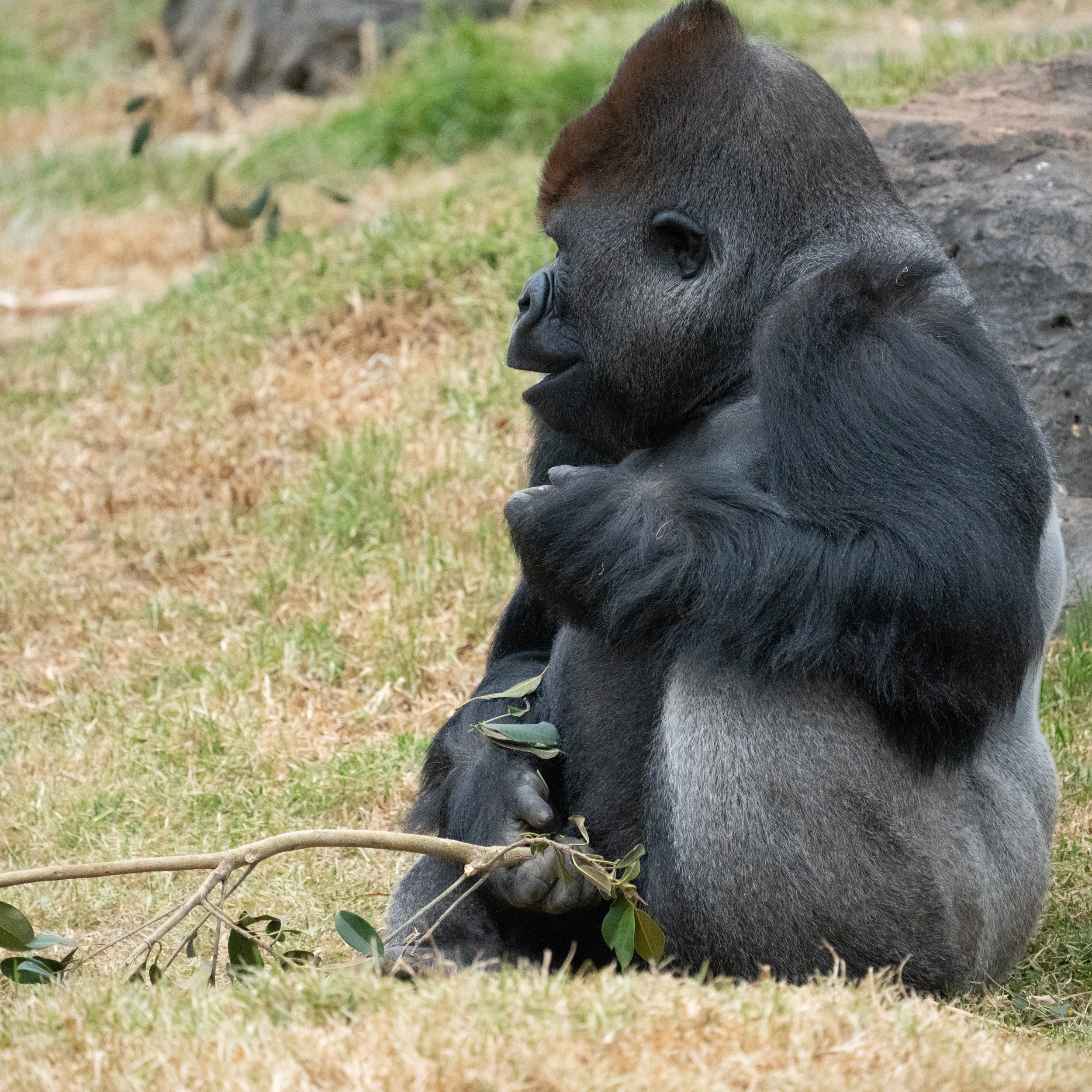 Gorilla chat