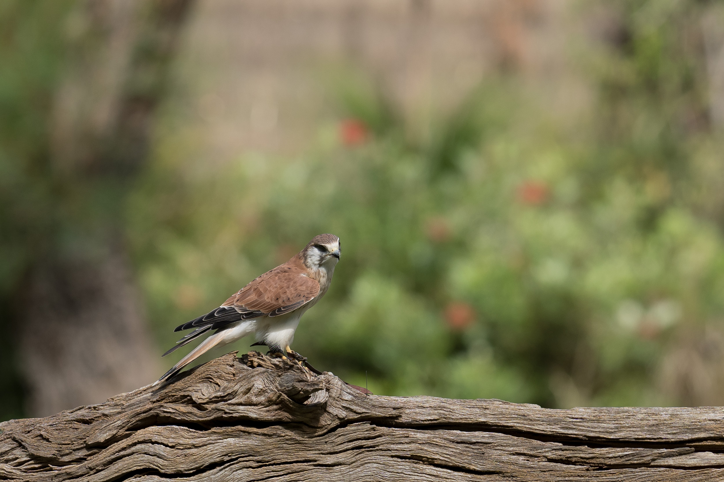 Kestrel keeping kool