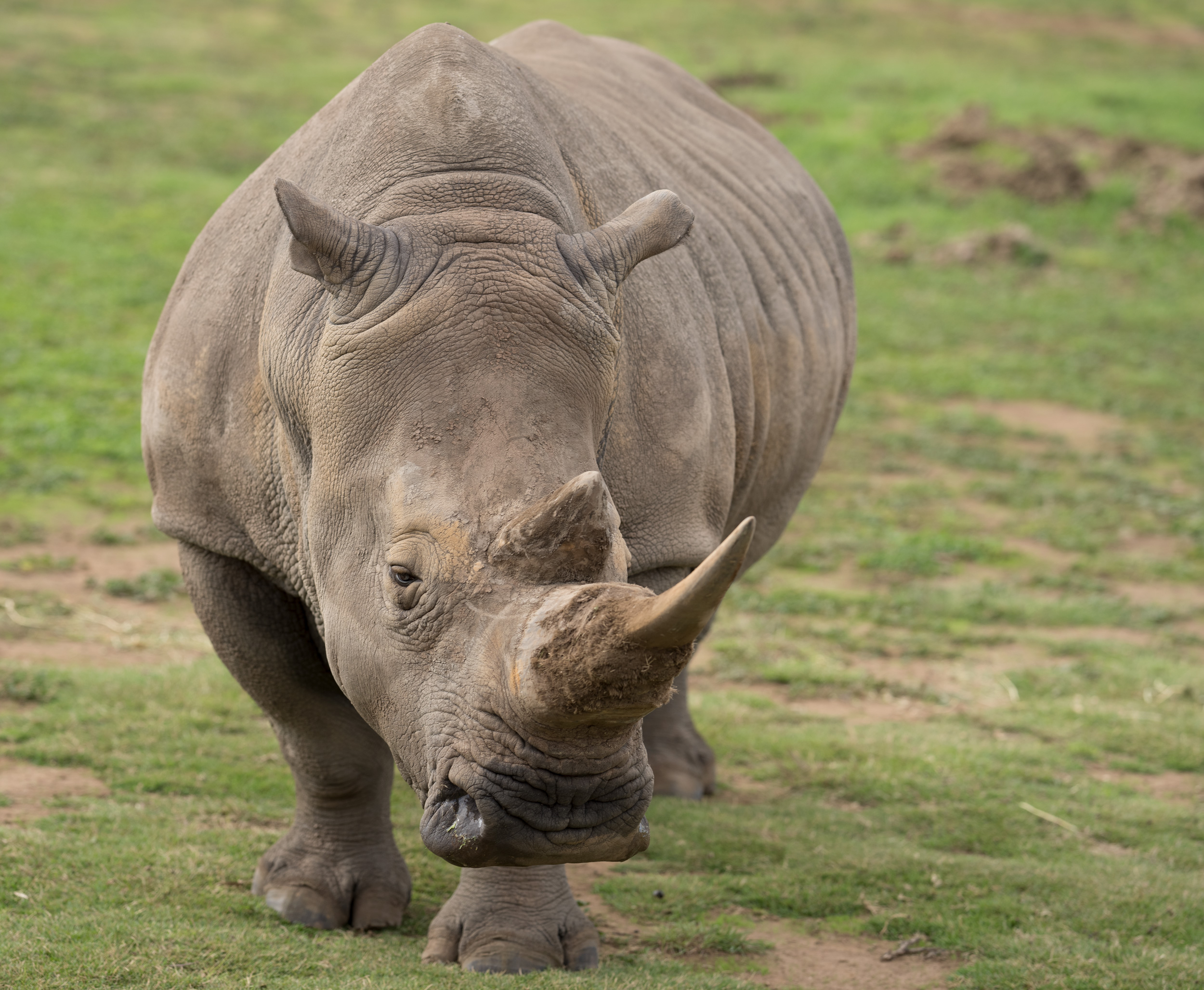 Robust Rhino Resting but Risking Reaction?