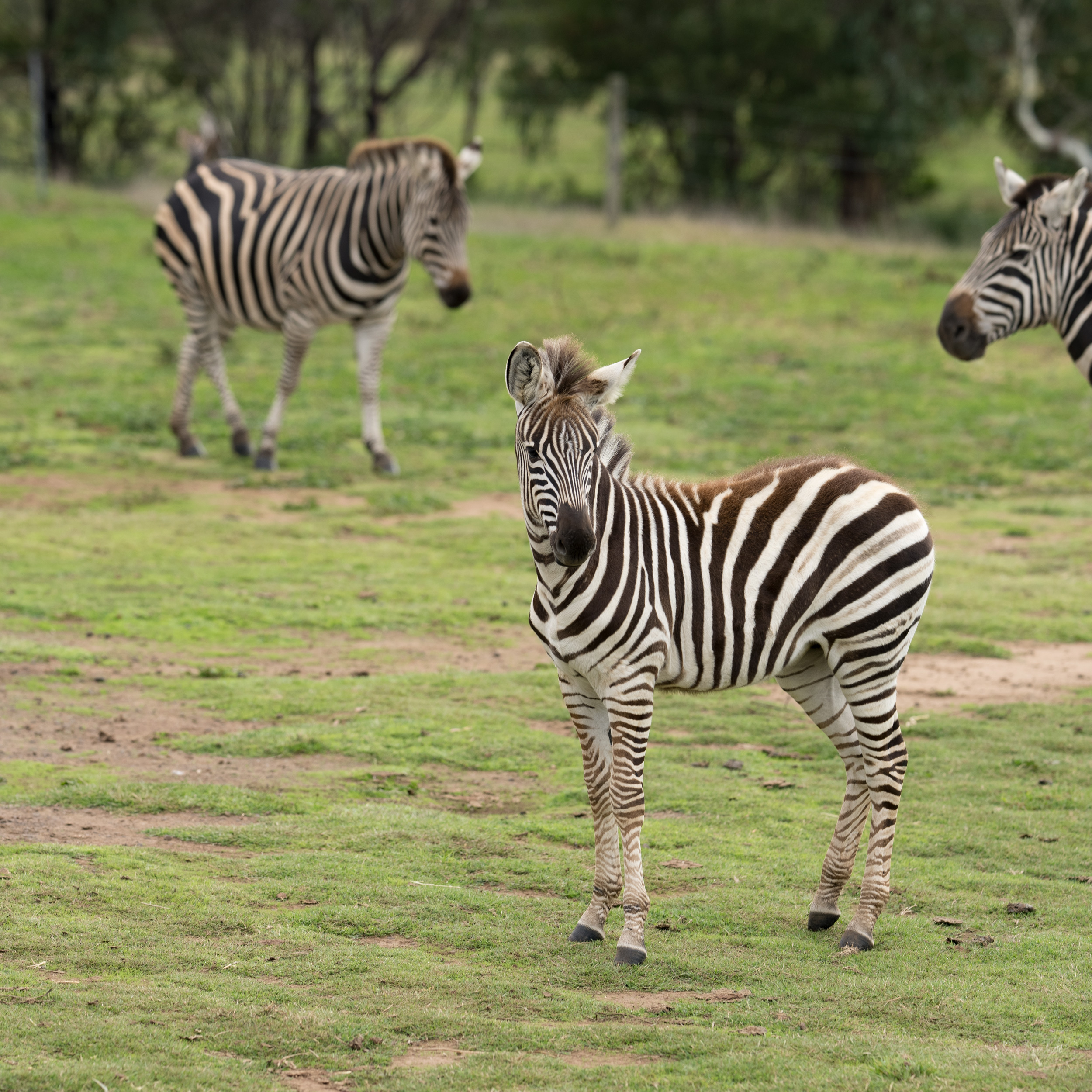 Zola the Zebra Foal