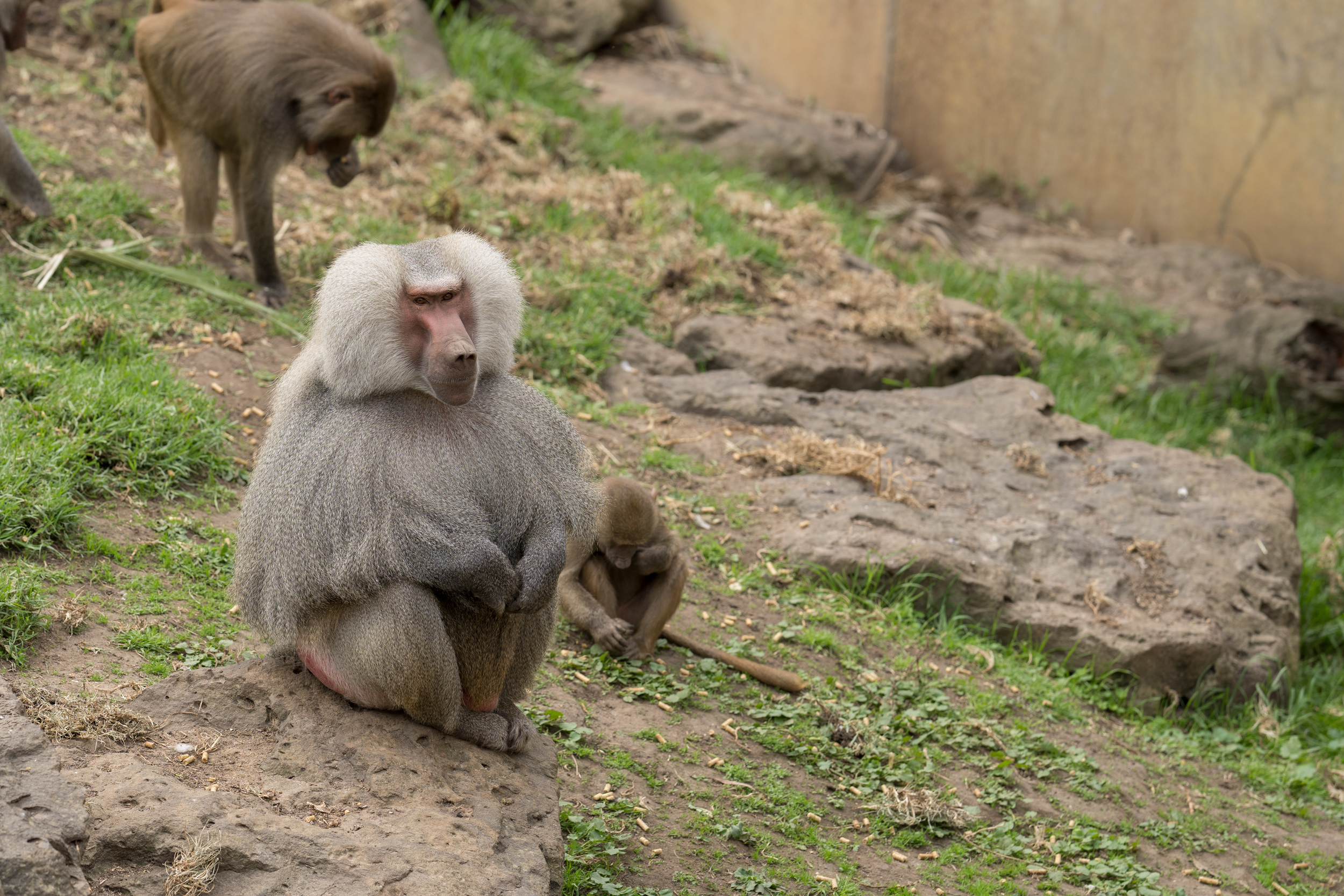 Boss Baboon's Magnificent Mane and Mantle Mean no Mistaking him