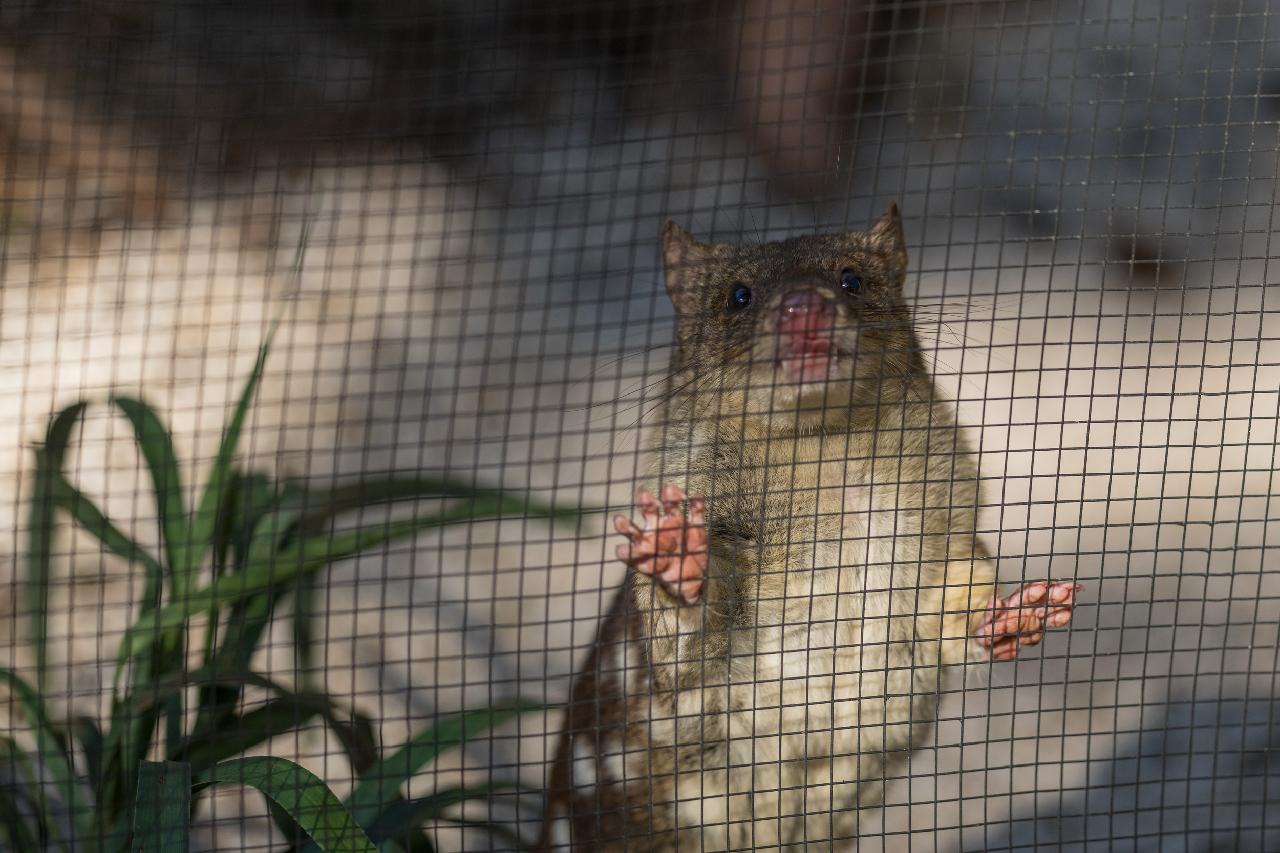 Spotted-tail Quoll - "I was framed!"