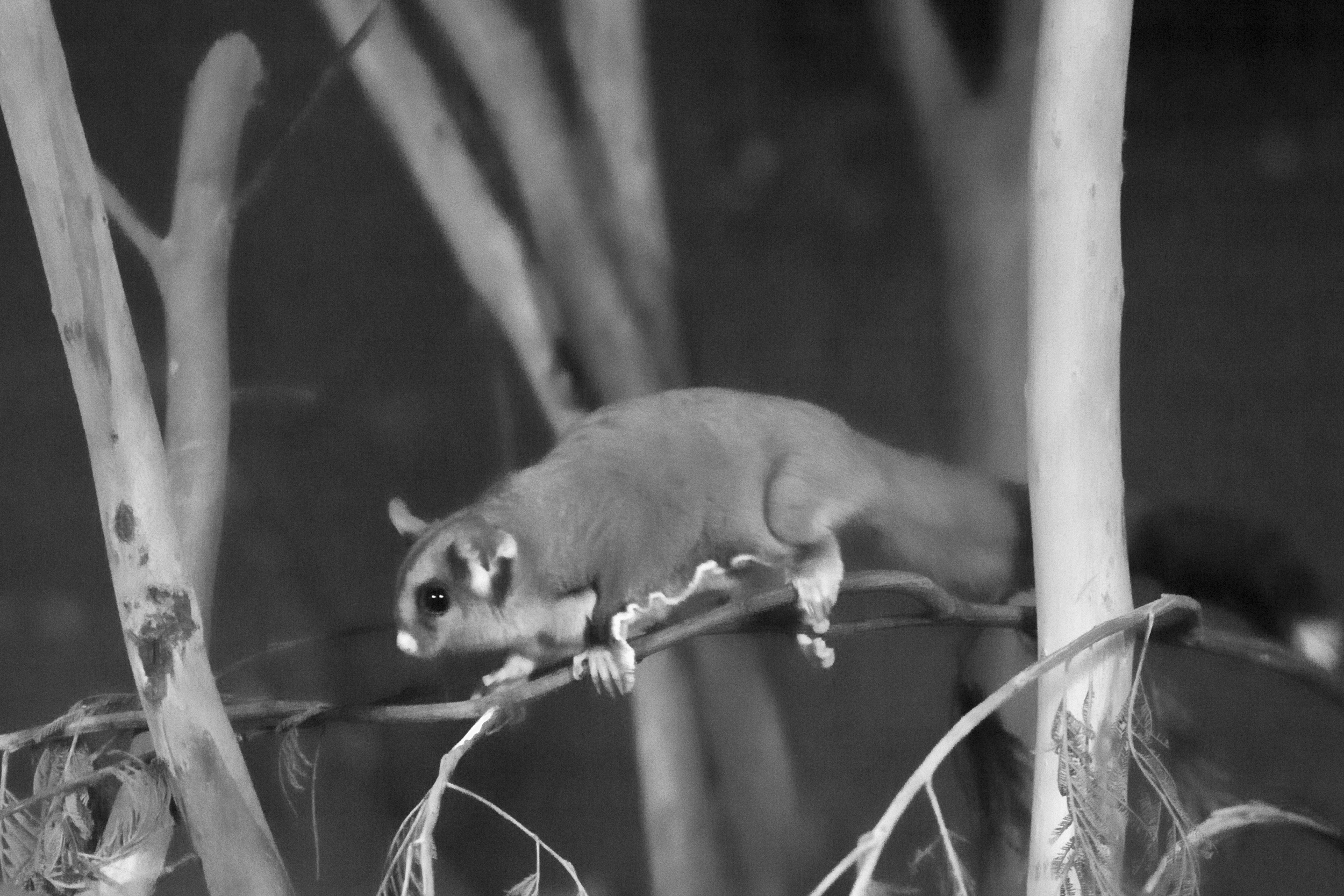 Sugar glider in the dark