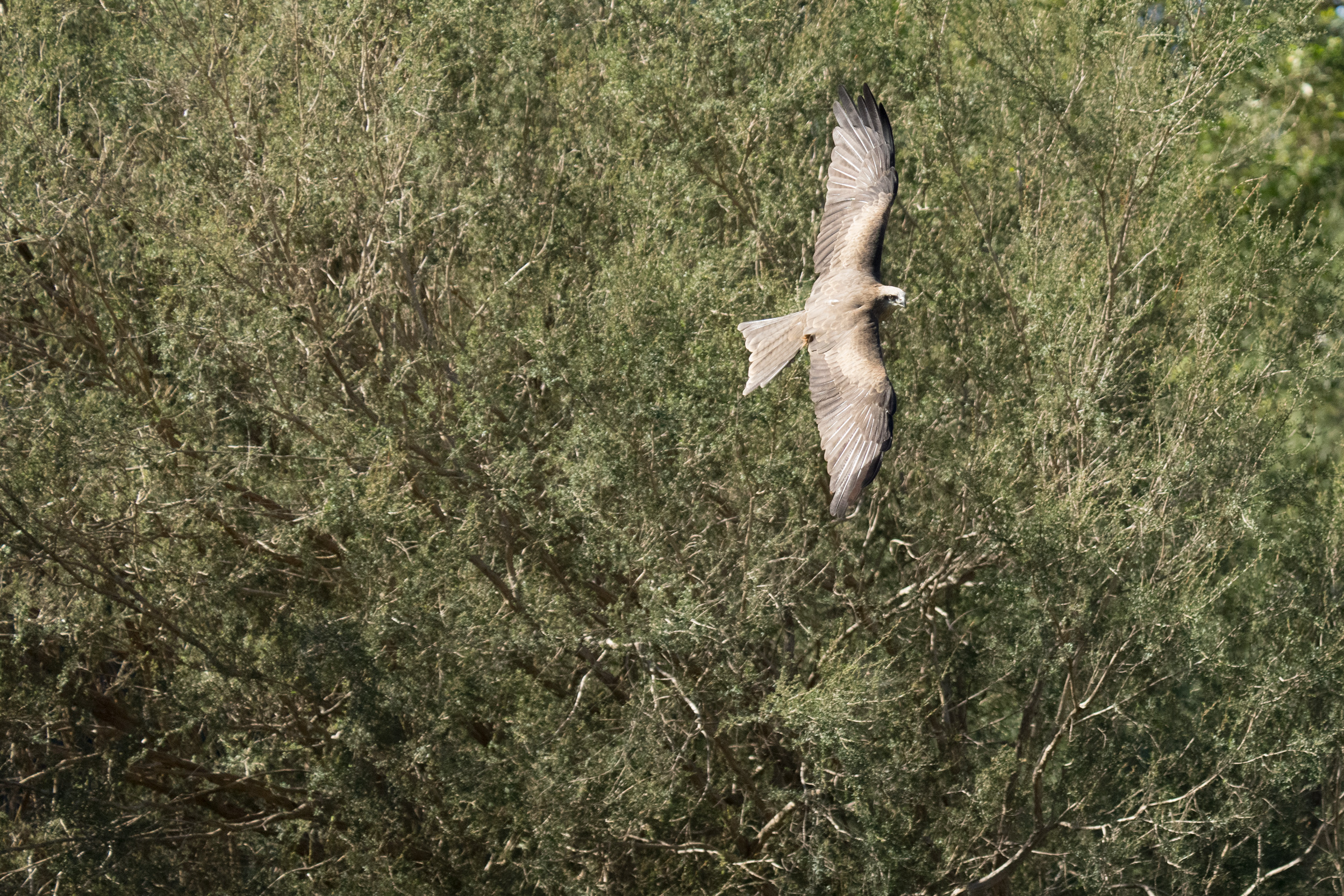 A Kilo of Kite Skiting in Flight