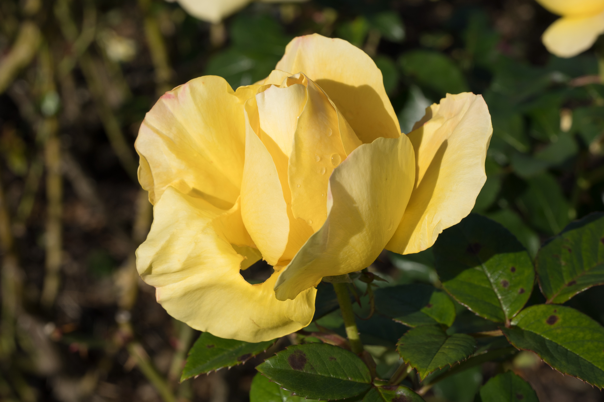 Voigtländer 35mm f2 APO Lanthar (E mount) - Raindrops on Roses!