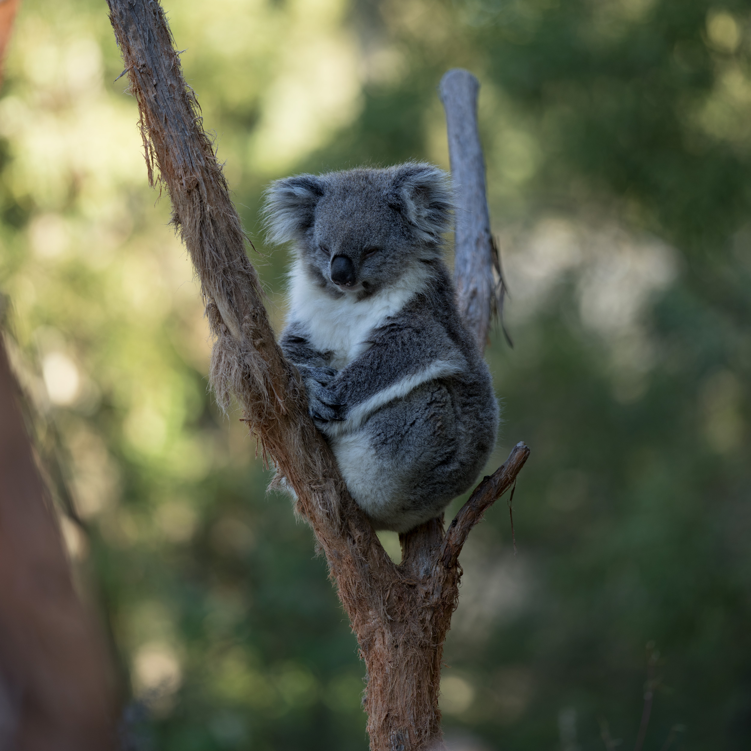 Koala caught with eyes not shut!