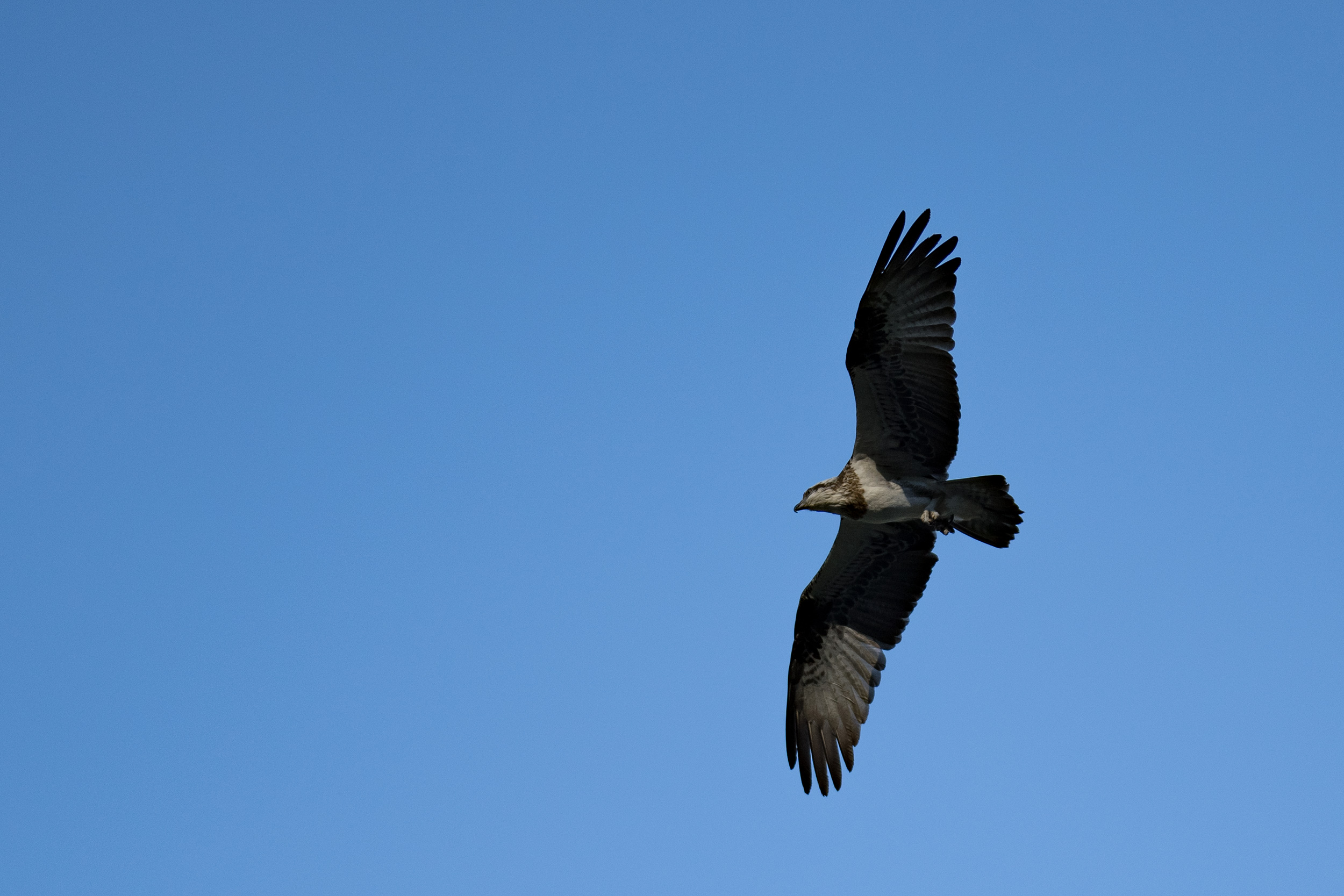 Osprey soaring