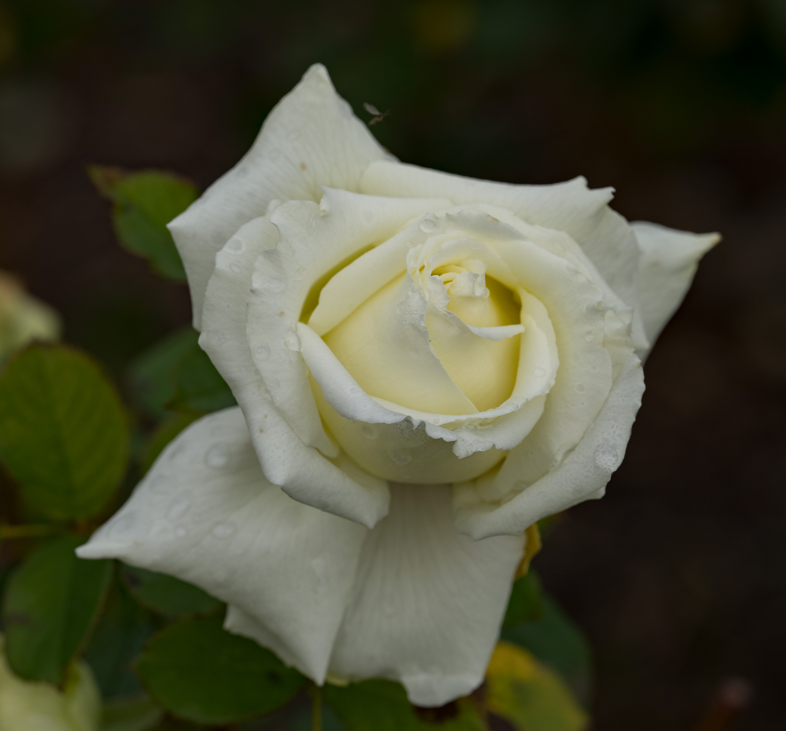 White roses can be tough to photograph