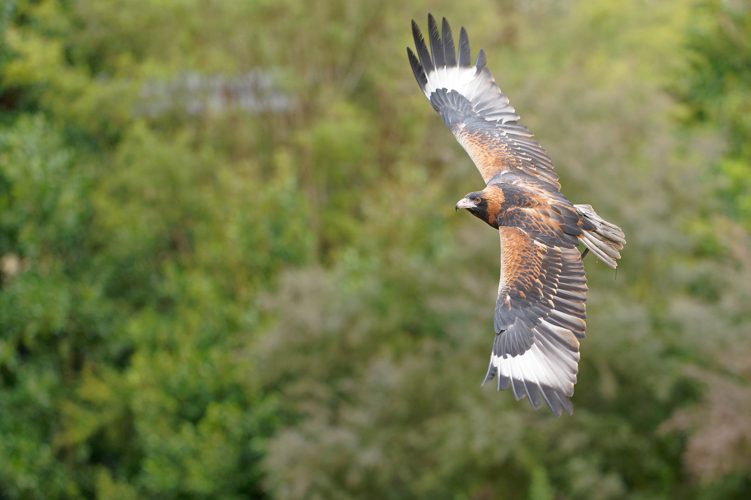 A black-breasted buzzard