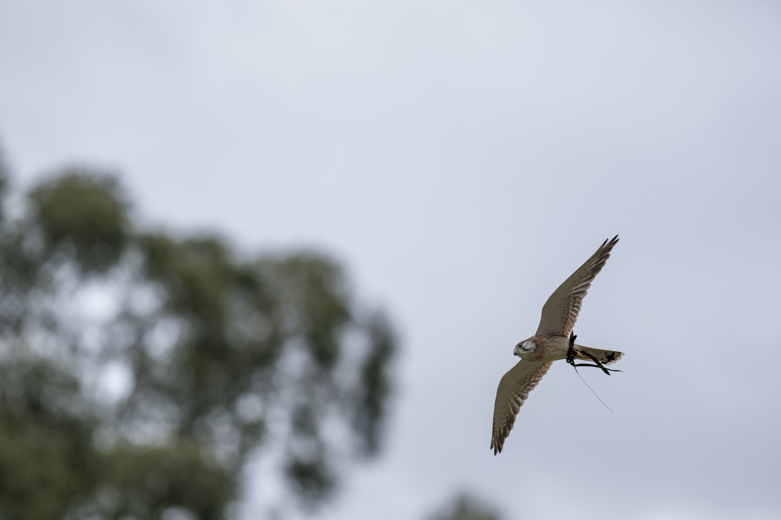 A nankeen kestrel in flight