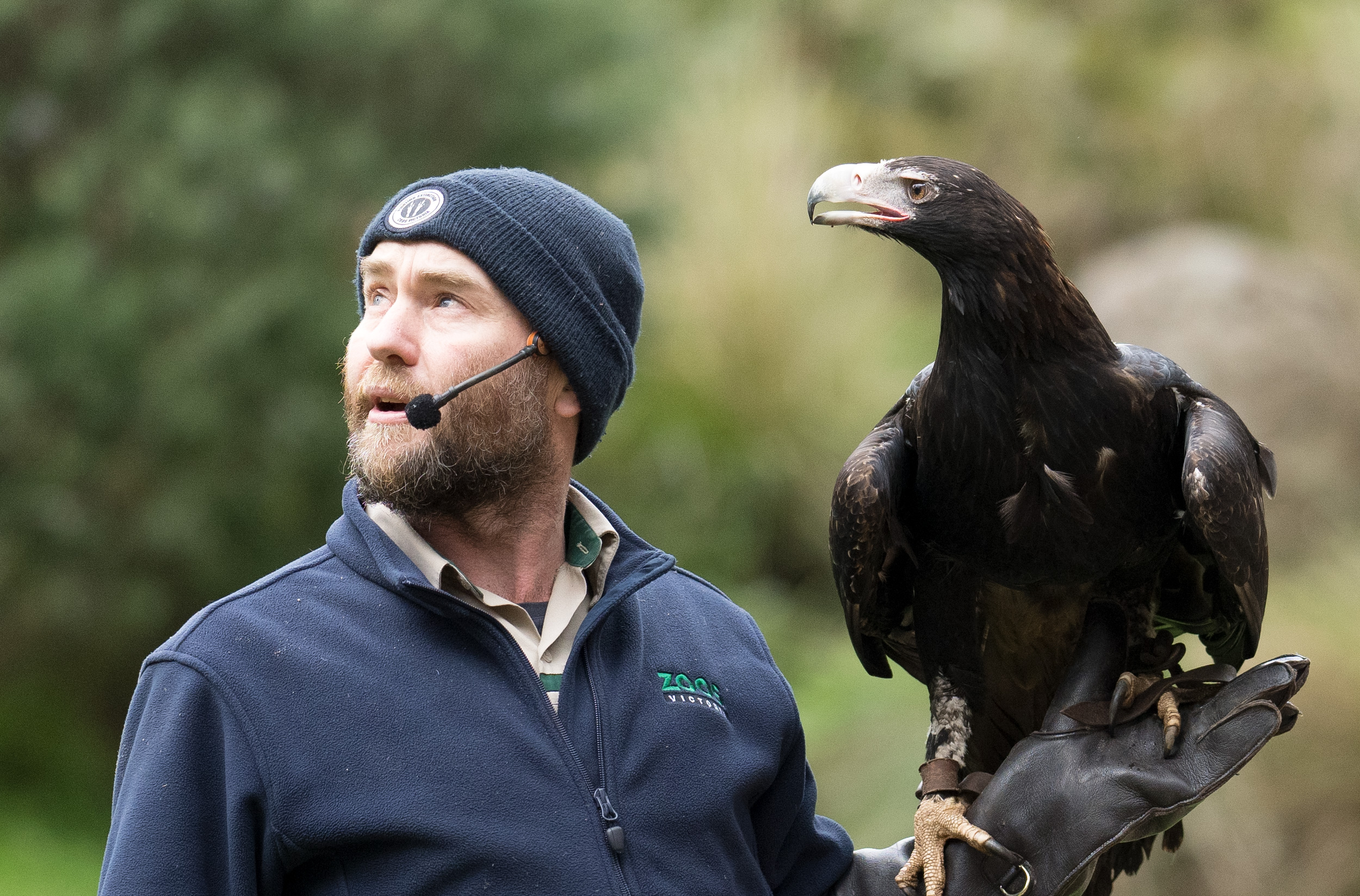 Eagle eyes - what is she looking at?