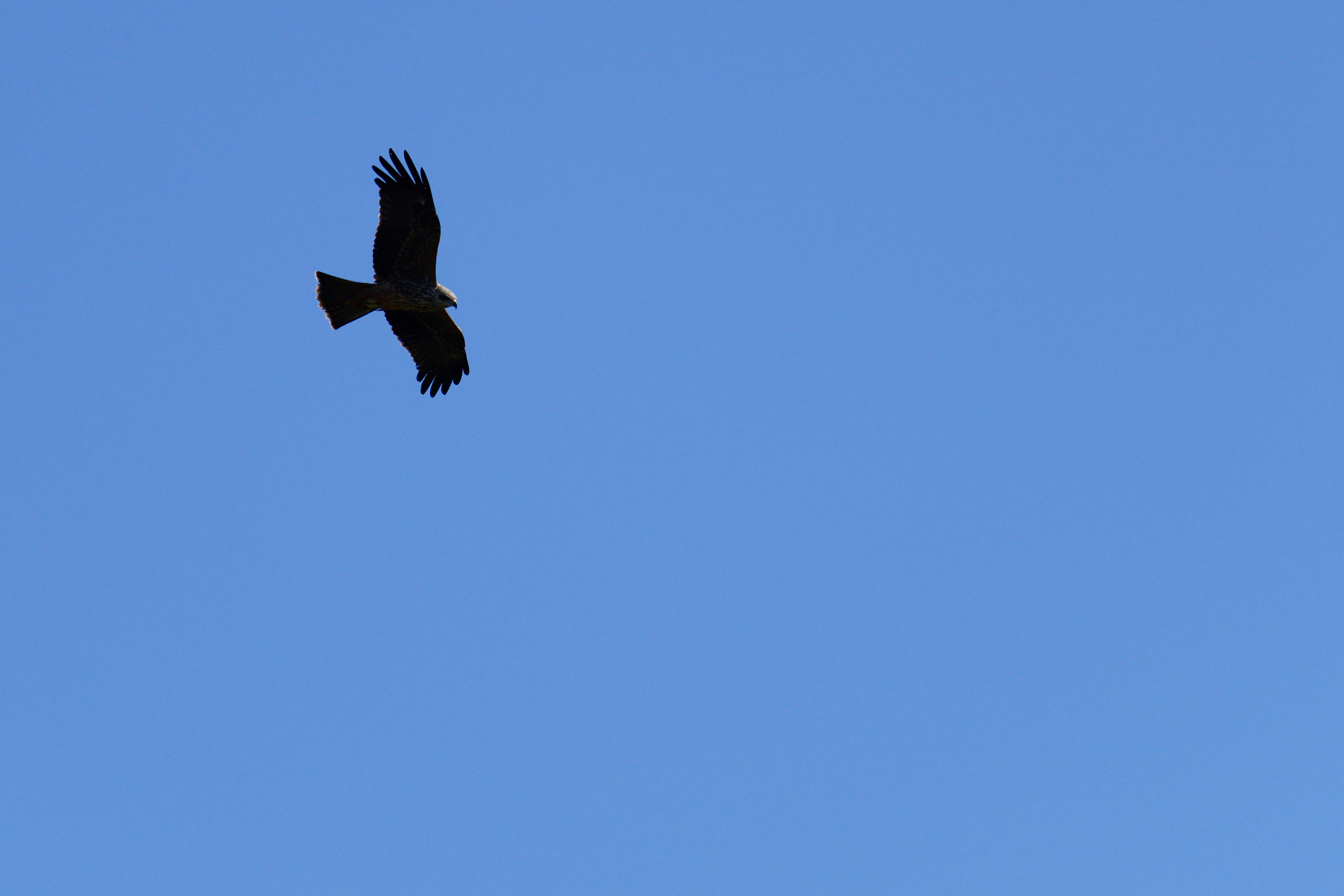 Wild black kite - got any spare?