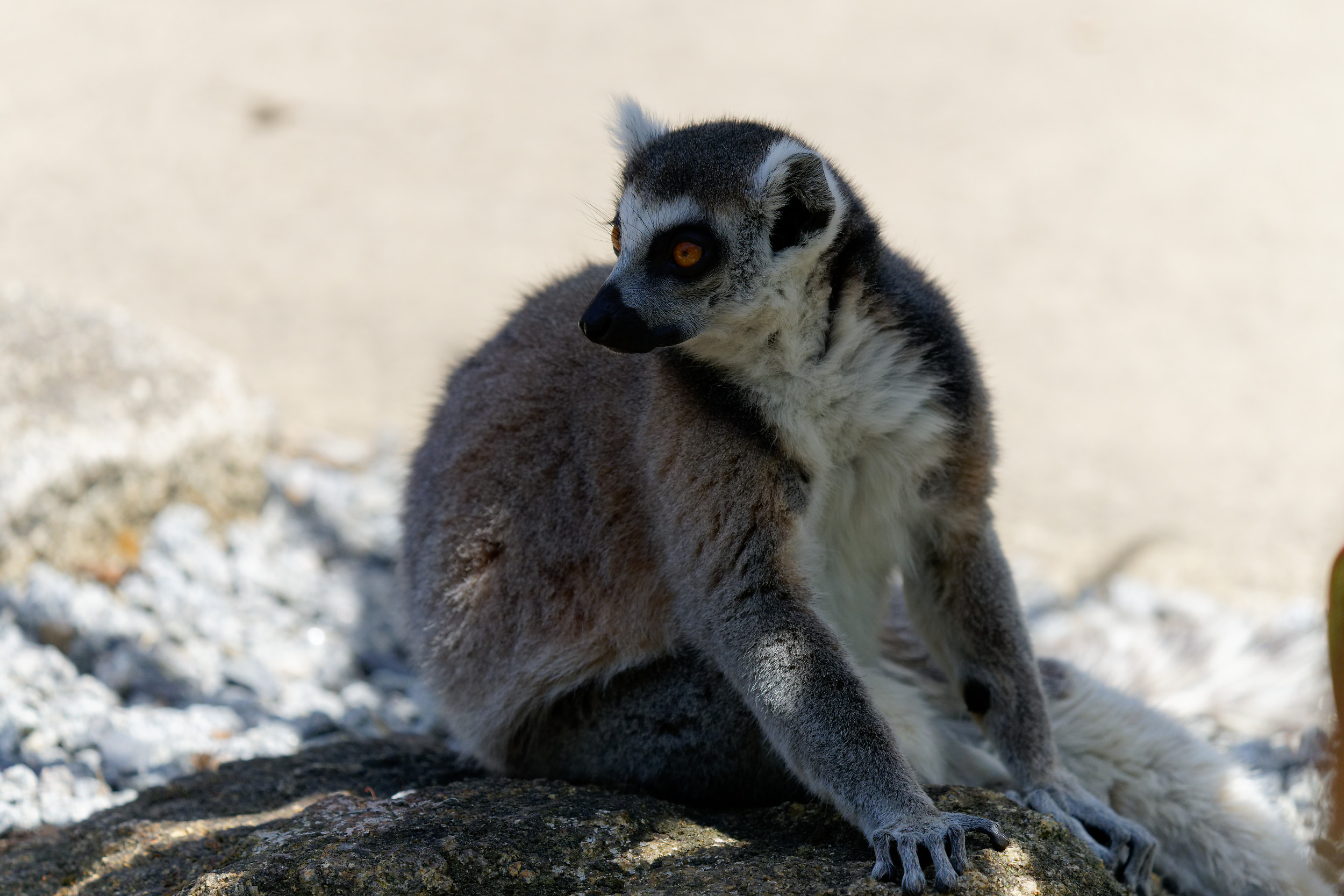 Lemur against the light