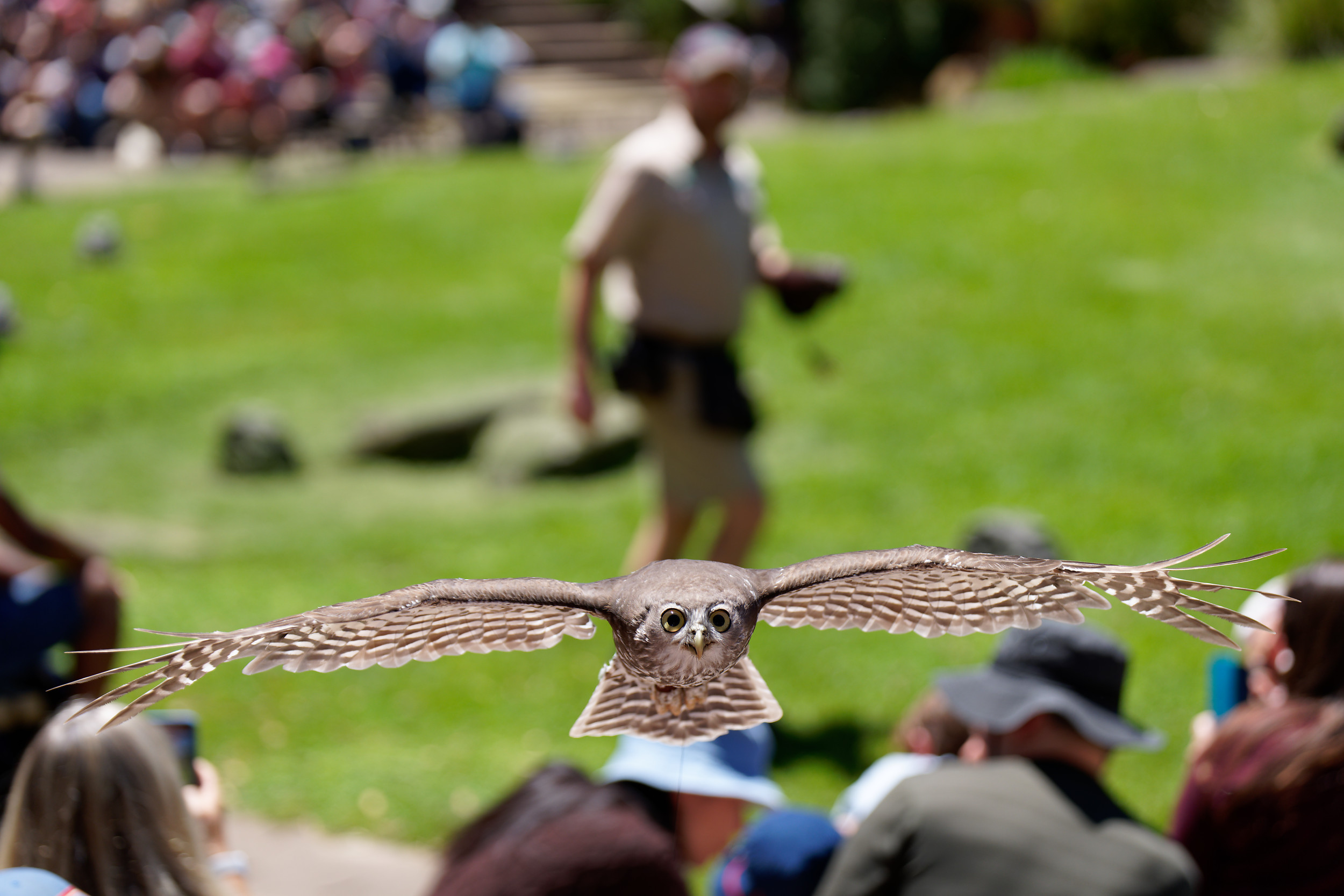 A barking owl in flight - straight at me!