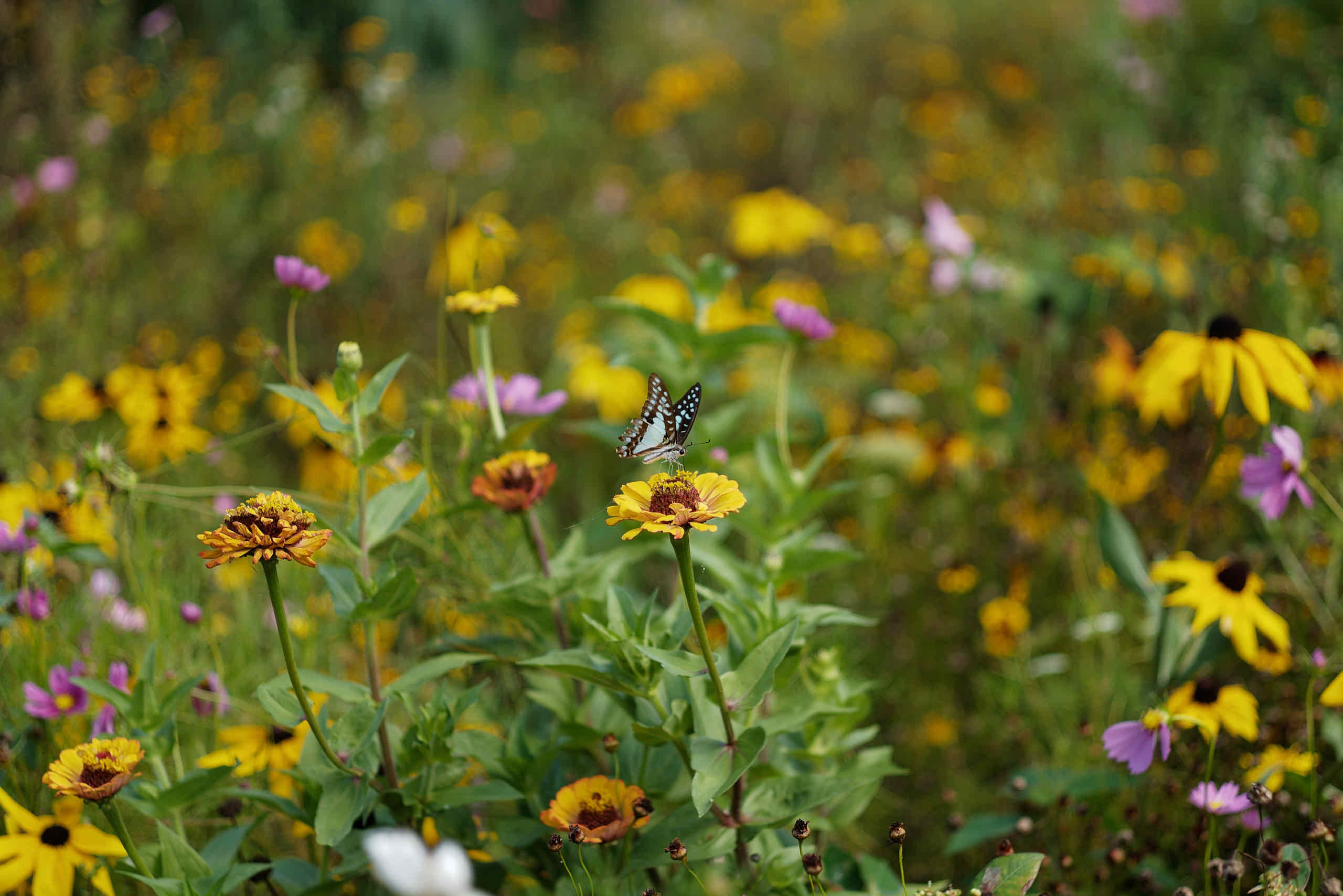 The Butterfly is Landing