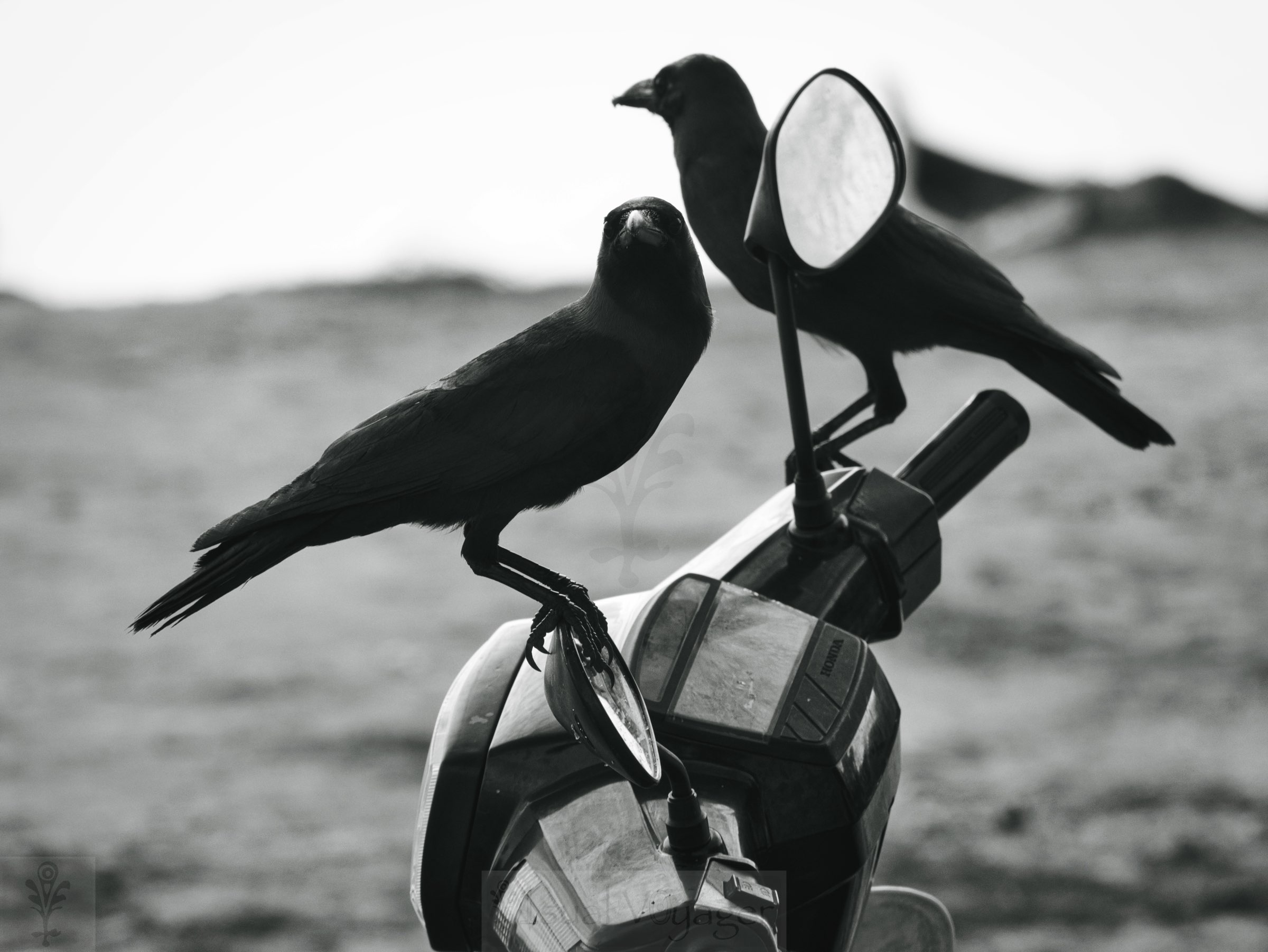 Two Birds on a Motorcycle