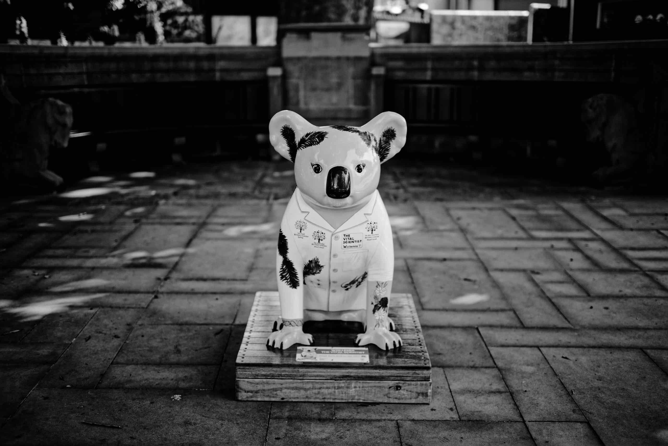 Hello Koalas with the Voigtländer Nokton 40mm 1:1.2 and Sony α7R