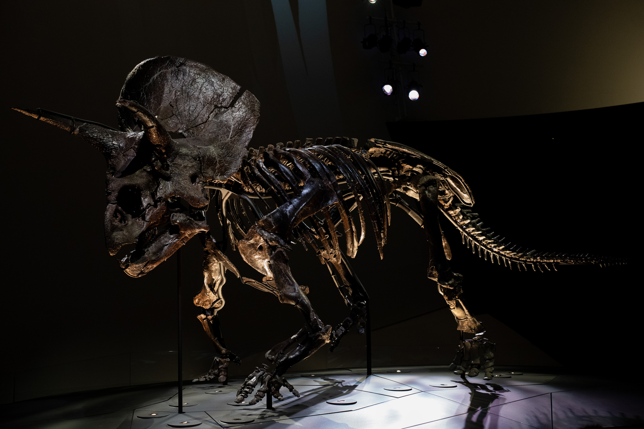 Melbourne Museum's Monster Revisited!