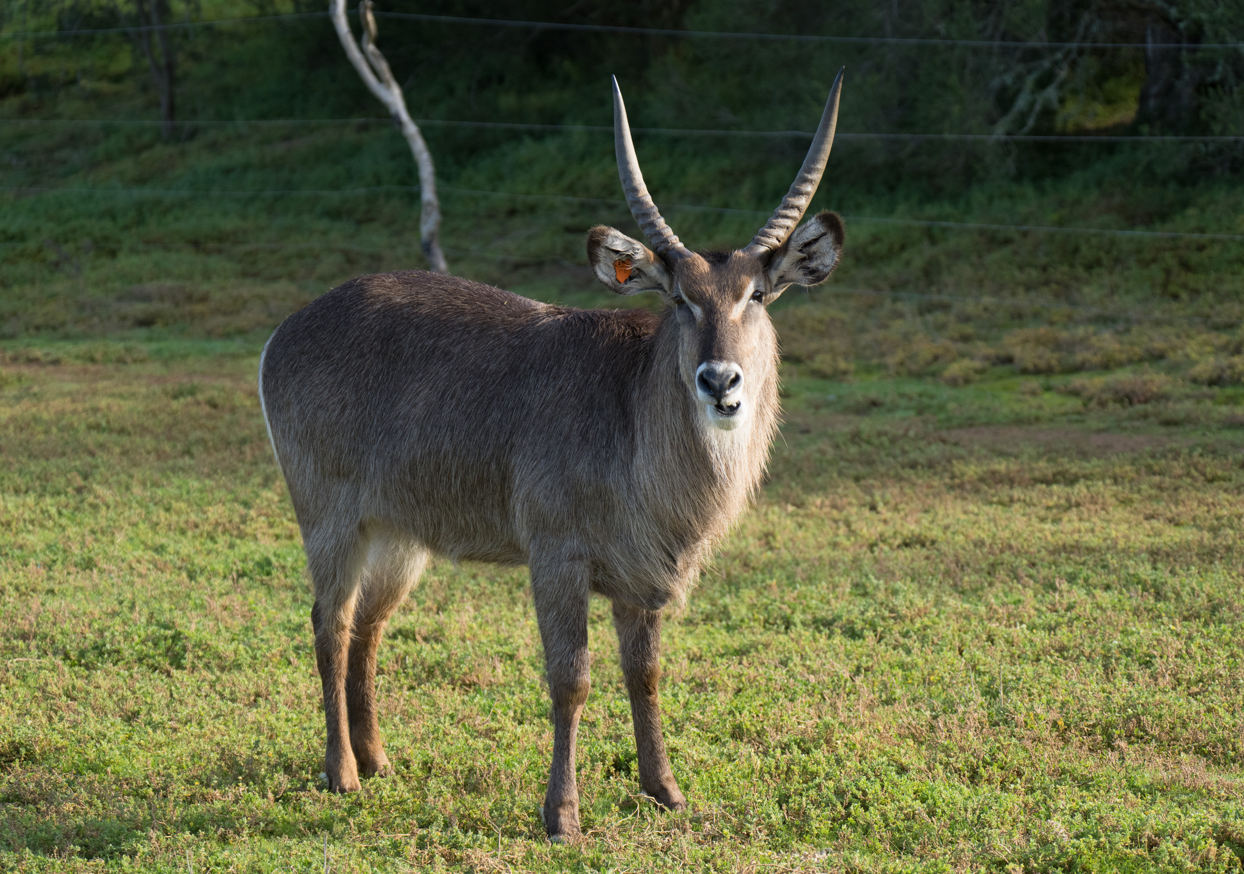 Warmly furred waterbuck