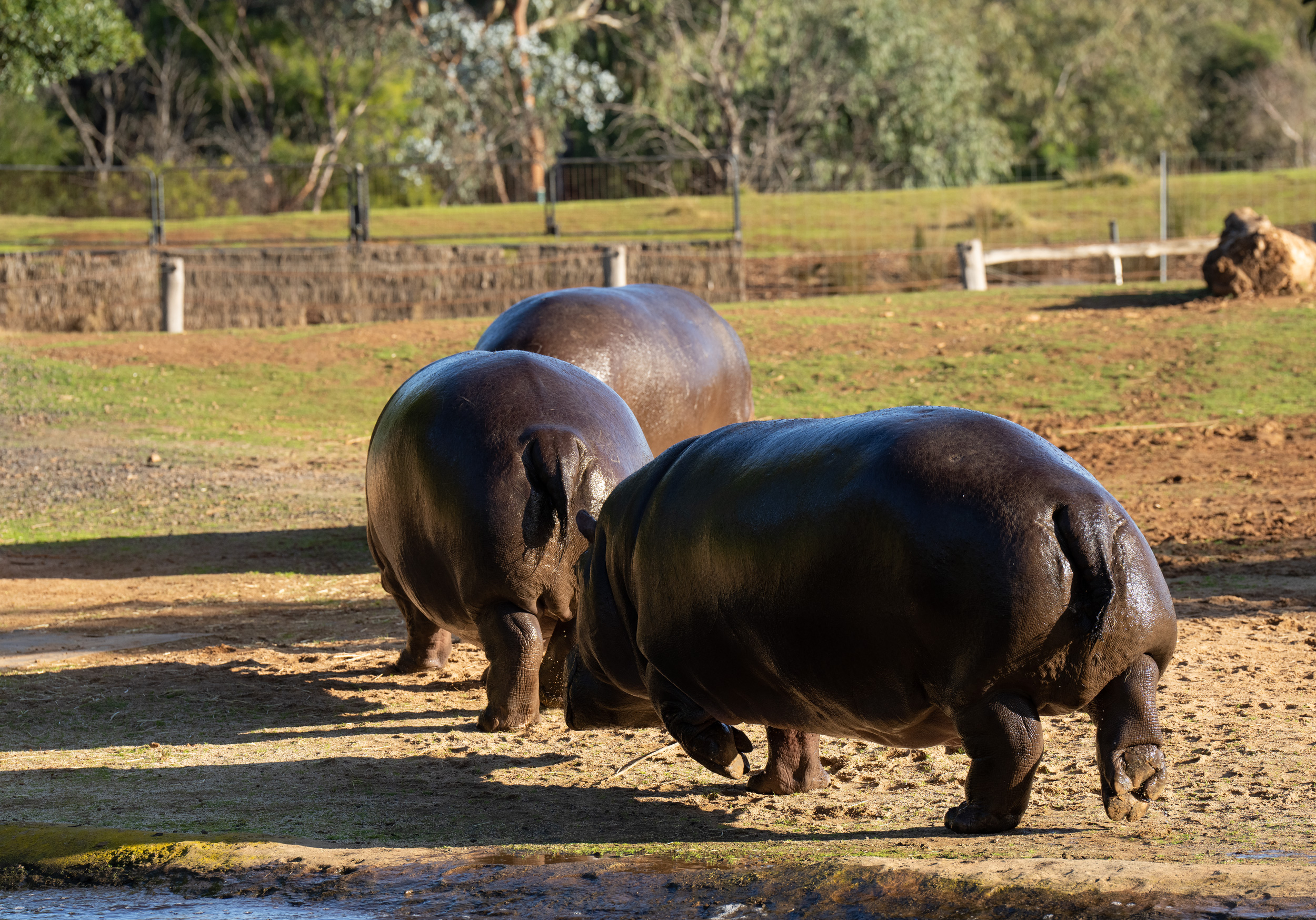 Hippos playing follow-the-leader