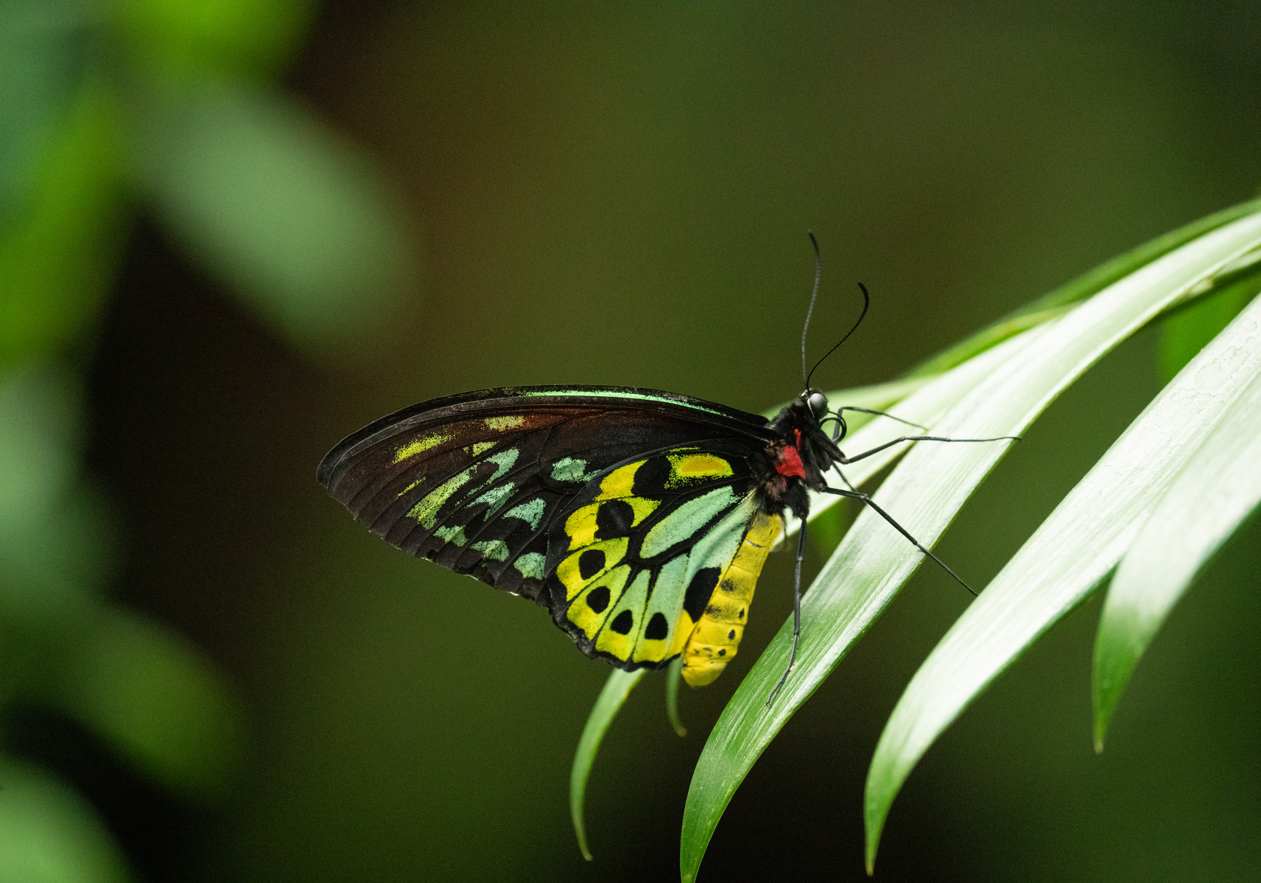 Butterfly at a distance