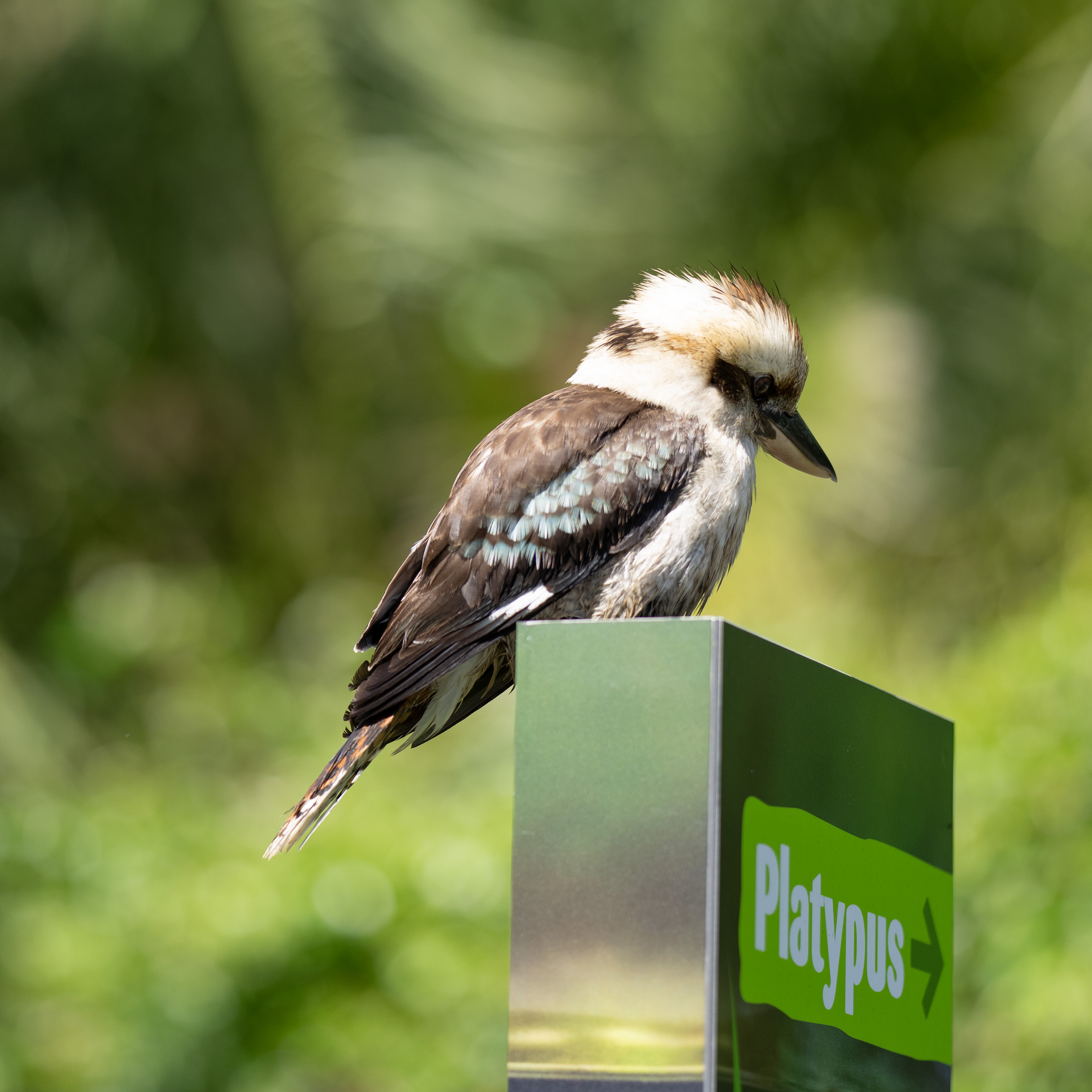 Disheveled Kookaburra