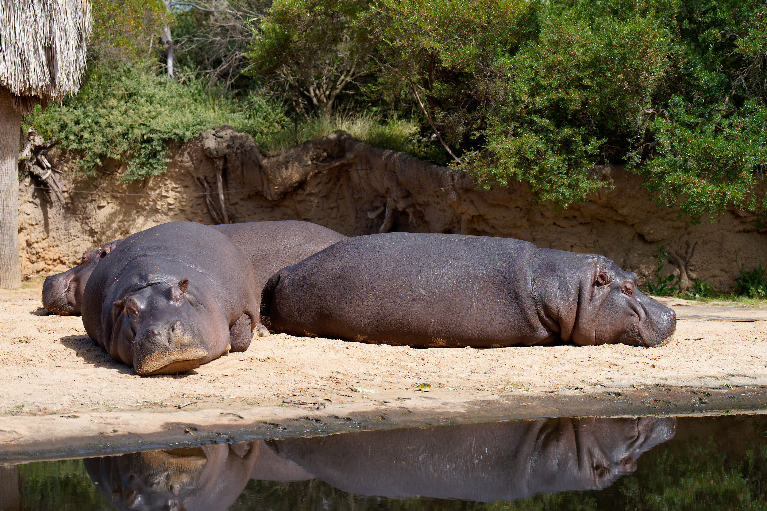 Lazing on a Sunday afternoon...