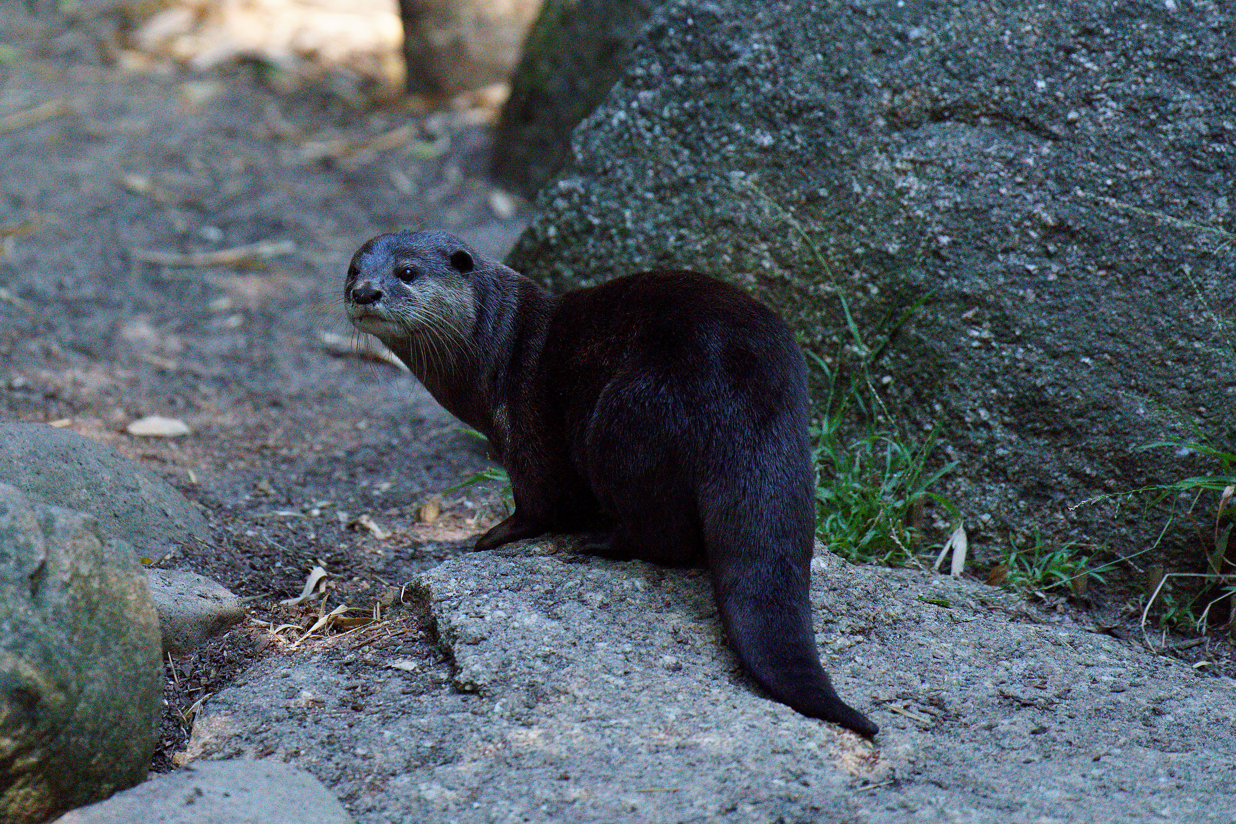 Melbourne Zoo on New Year's Eve