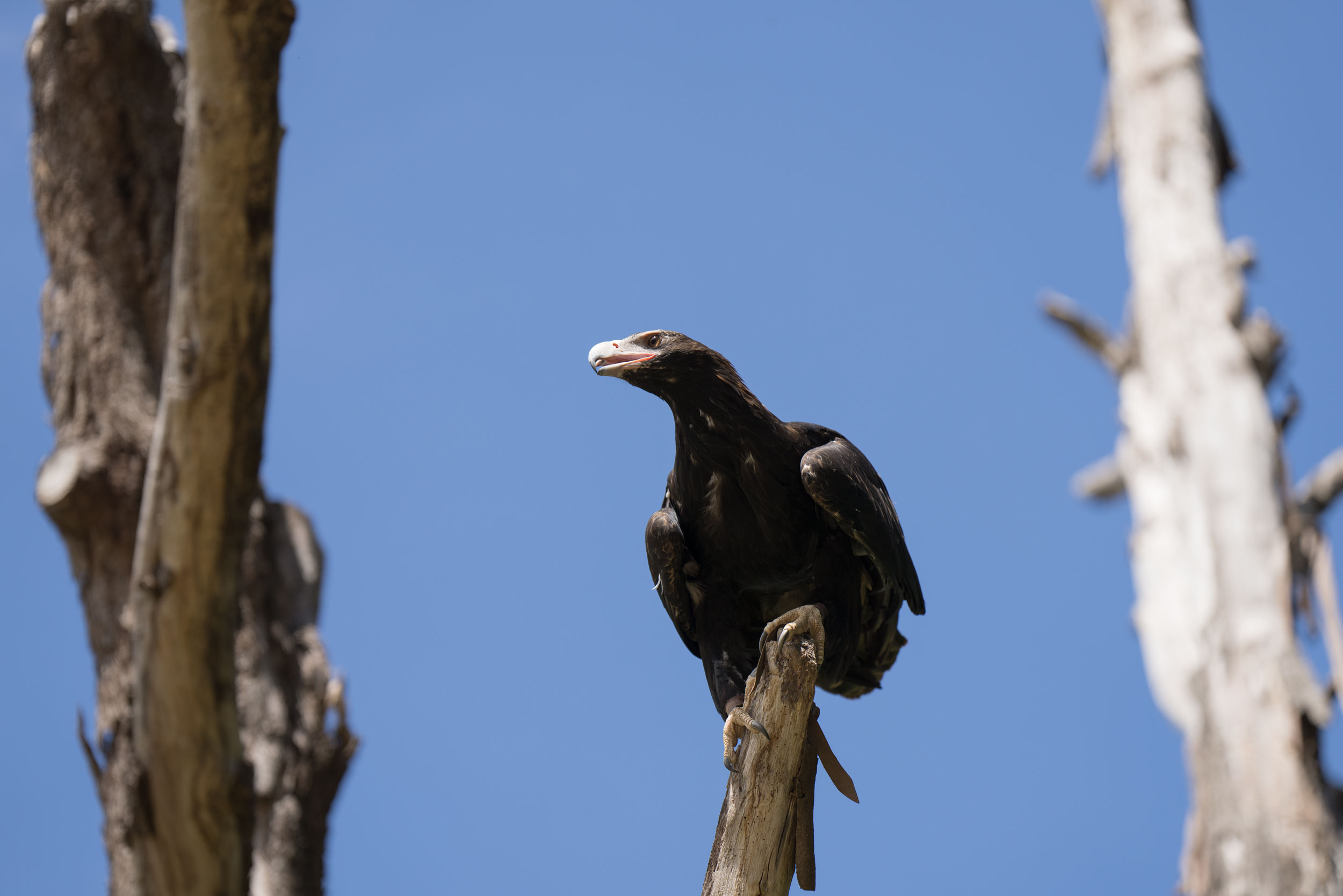 Australia's apex aerial predator still has to moult