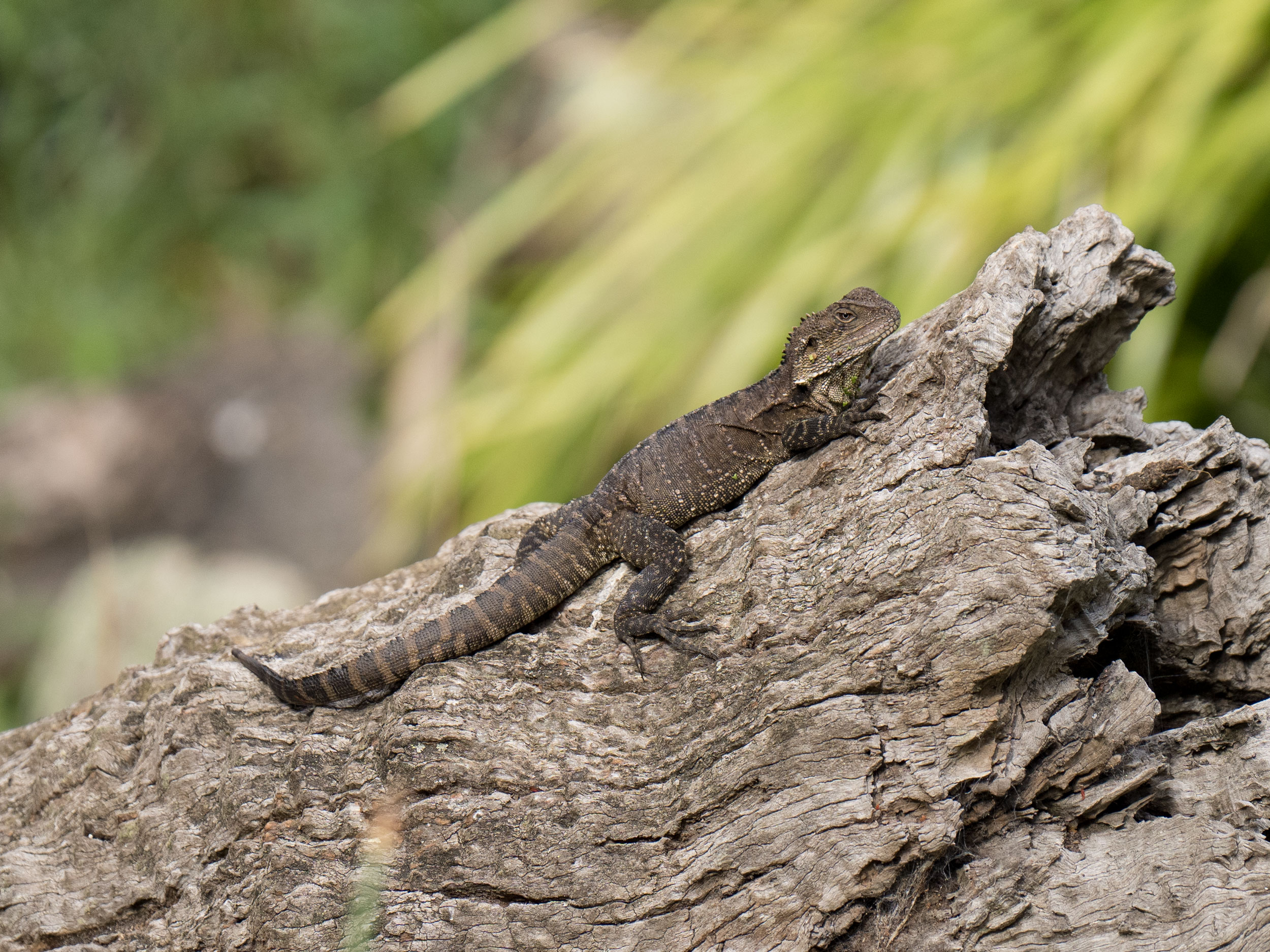 A water dragon, not a lemur