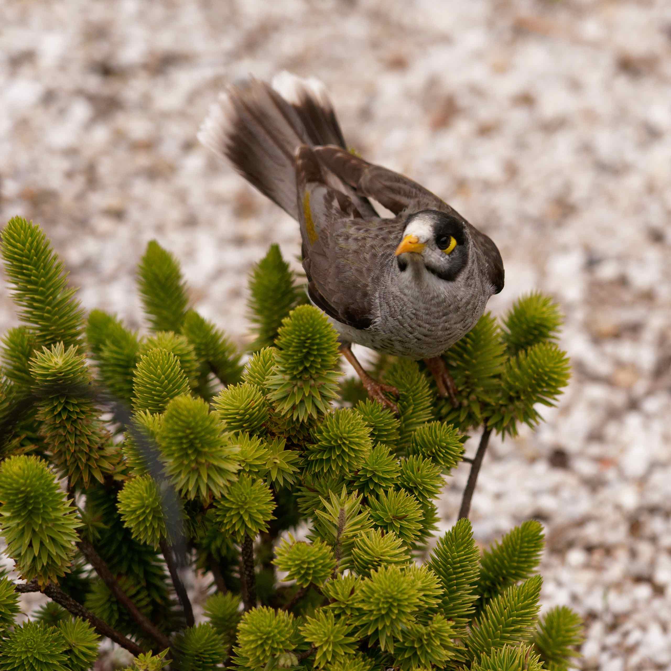 Prickly Balancing Act