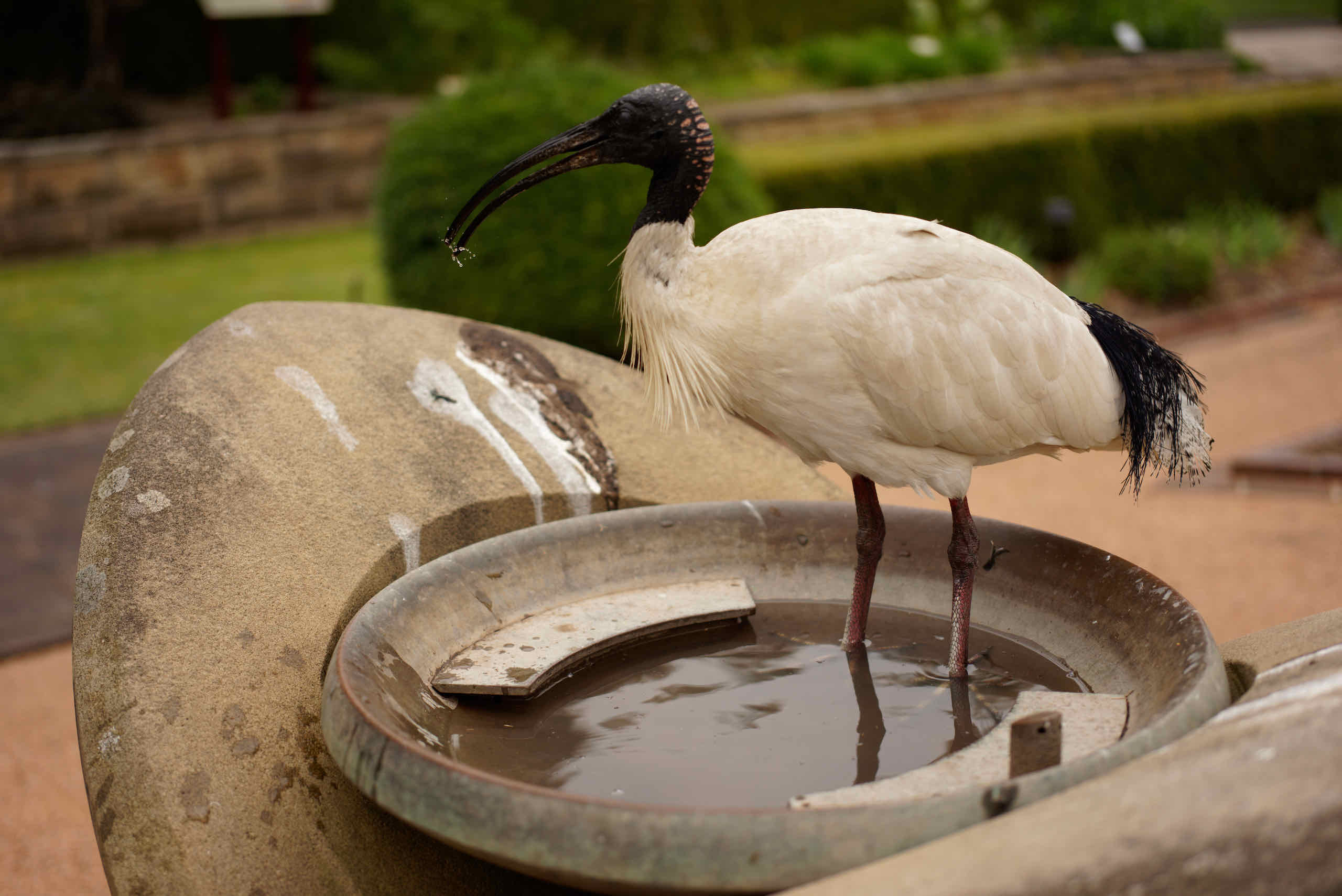 Playing with water