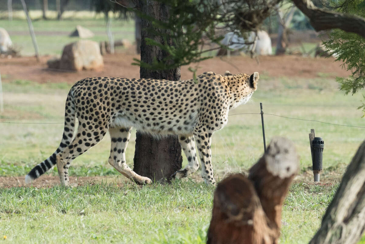 Cheetah studies herbivores