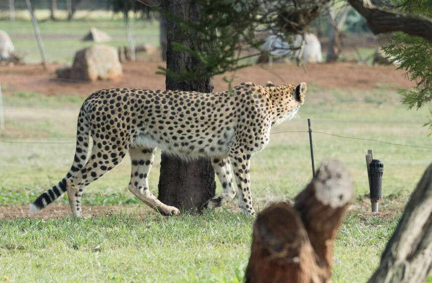 Cheetah studies herbivores