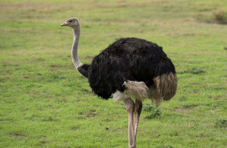 Ostrich Openly Ostracising Onlookers