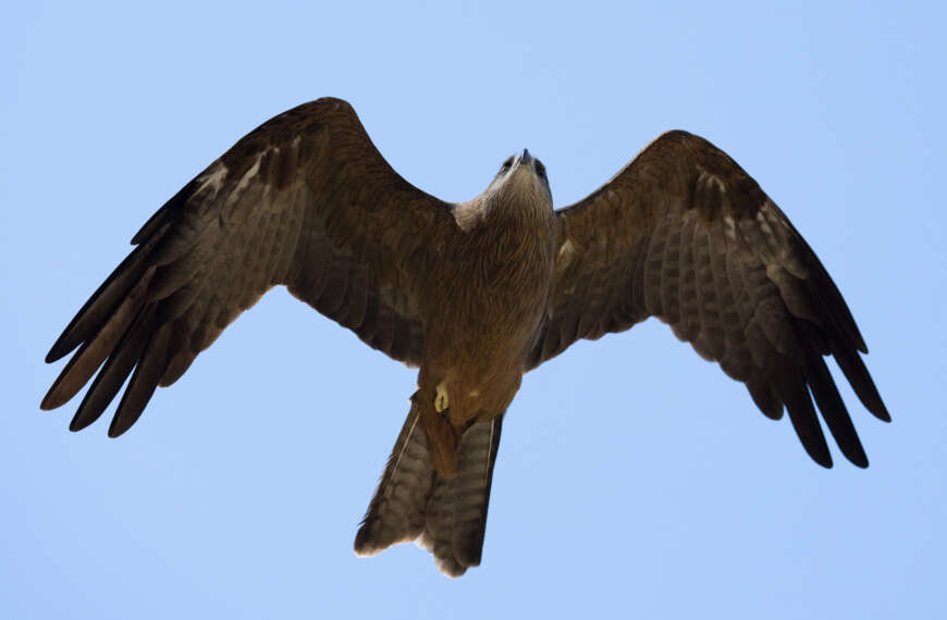 Black kite in flight