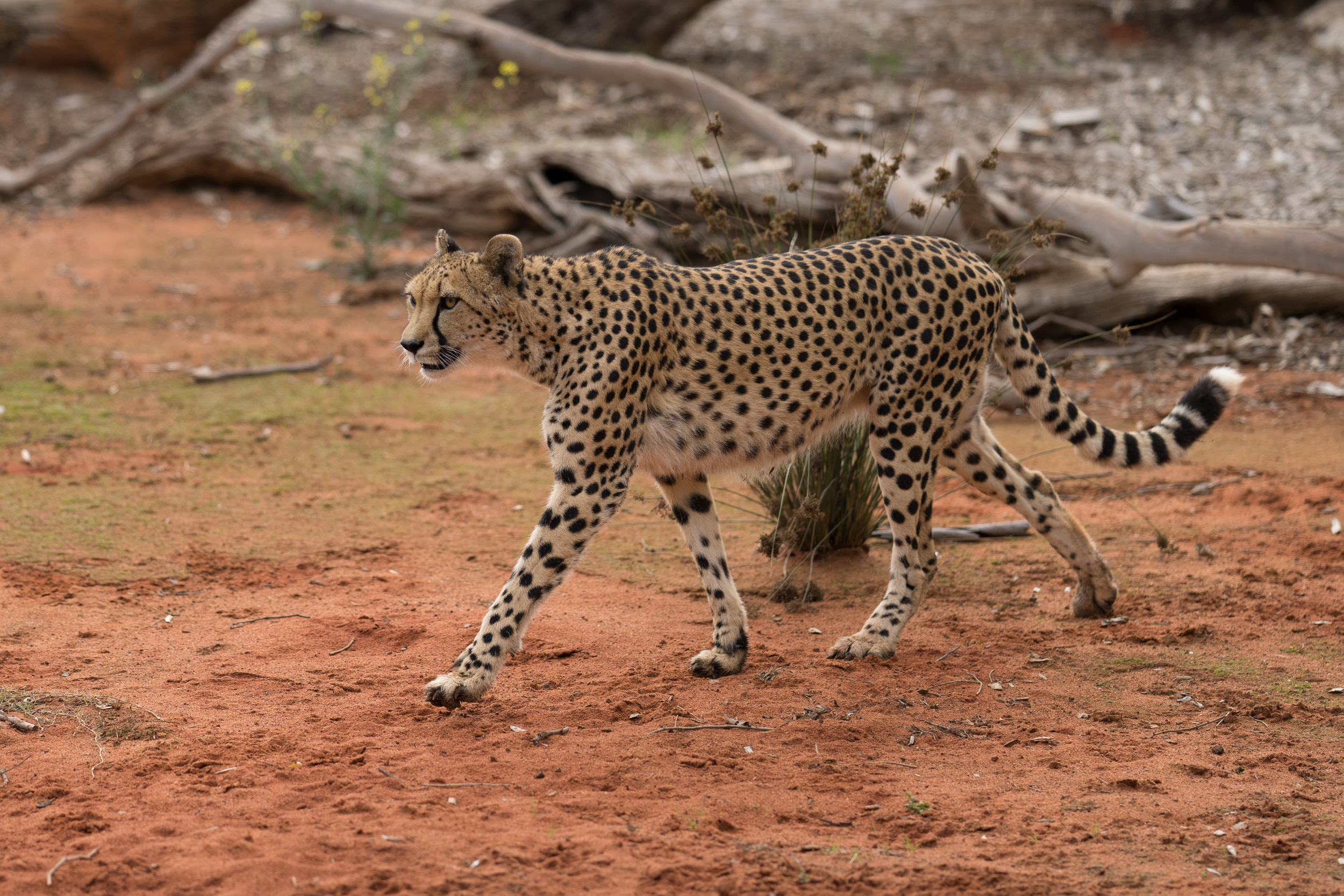 Cheetah prowling – the A1 at work