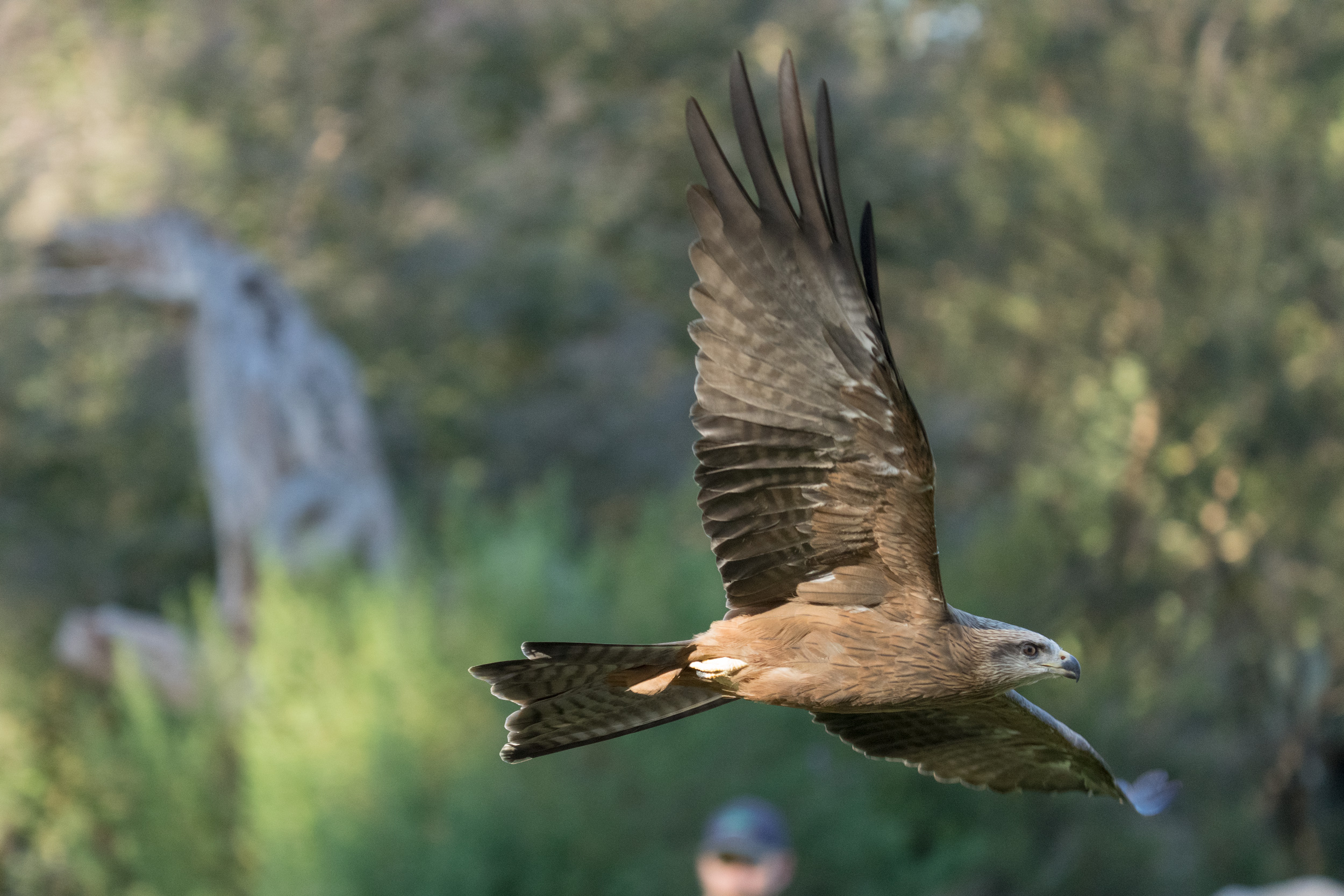 Sony Alpha 1 camera – mid-high ISO impact on images of a black kite