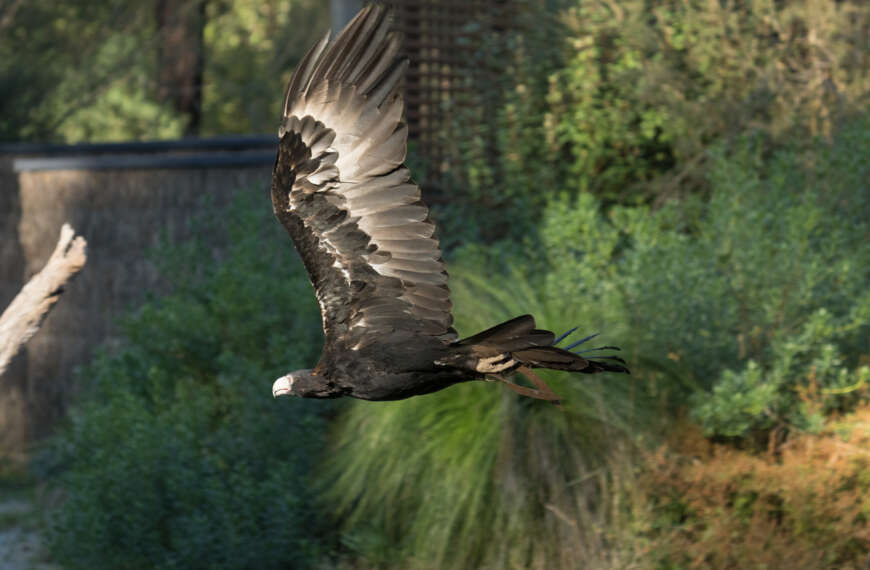 The Wonder of the Wedge-tailed Eagle